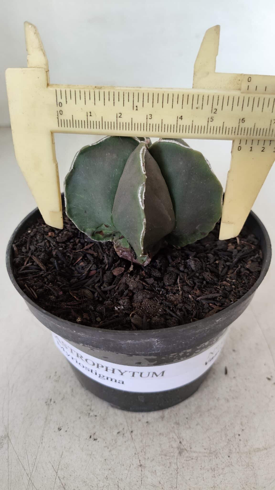ASTROPHYTUM MYRIOSTIGMA Nº 970 – vaso 11