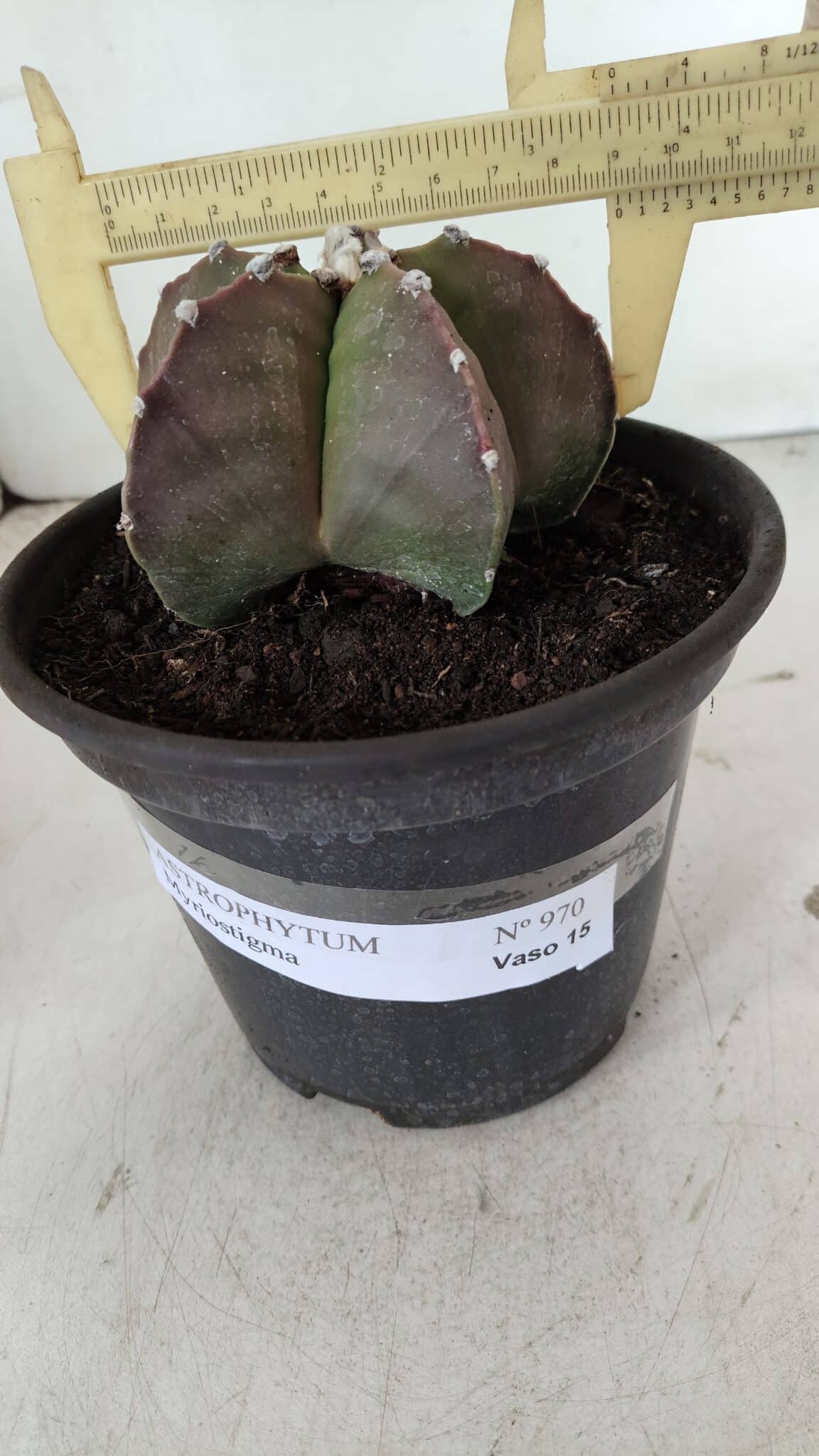 ASTROPHYTUM MYRIOSTIGMA Nº 970 – vaso 15