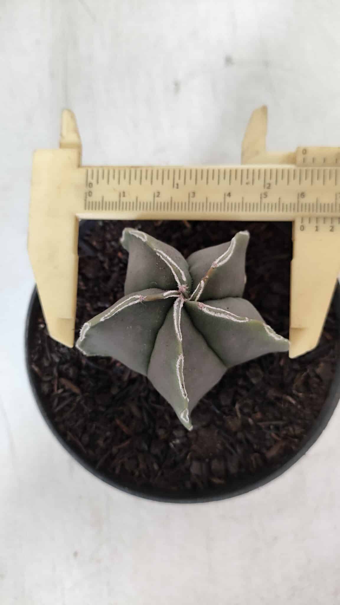 ASTROPHYTUM MYRIOSTIGMA Nº 970 – vaso 11