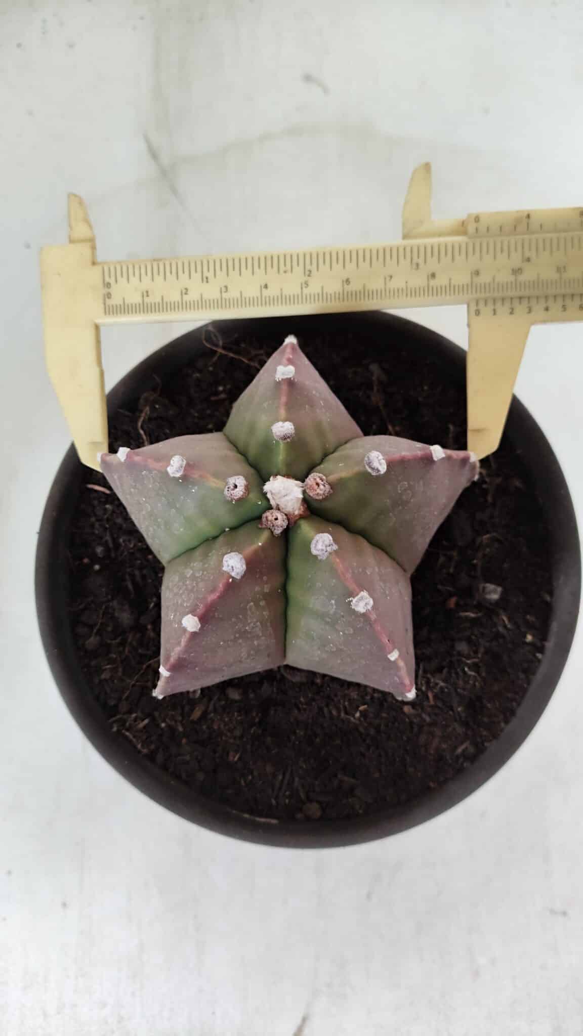 ASTROPHYTUM MYRIOSTIGMA Nº 970 – vaso 15