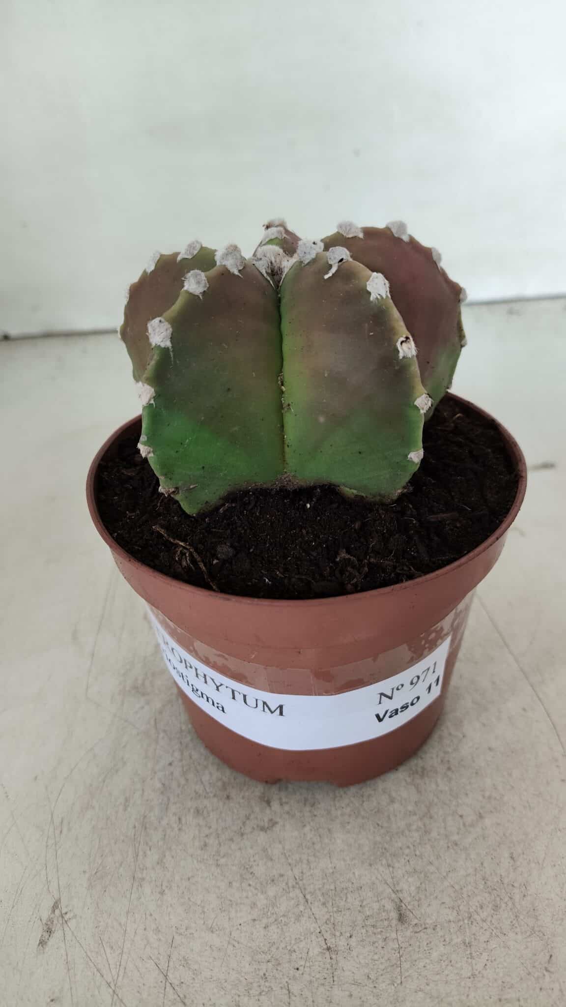 ASTROPHYTUM MYRIOSTIGMA Nº 971 – vaso 11