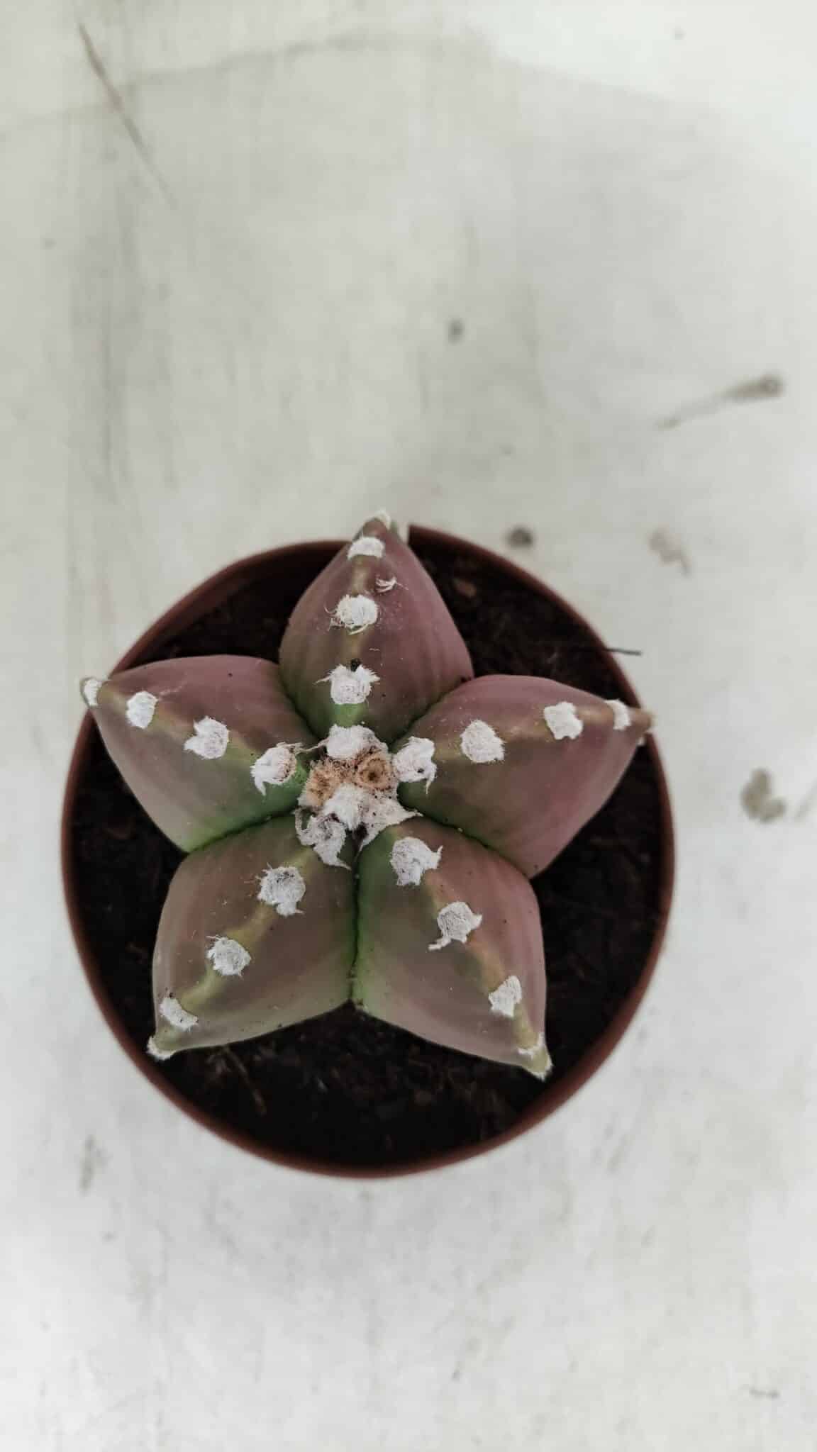 ASTROPHYTUM MYRIOSTIGMA Nº 971 – vaso 11