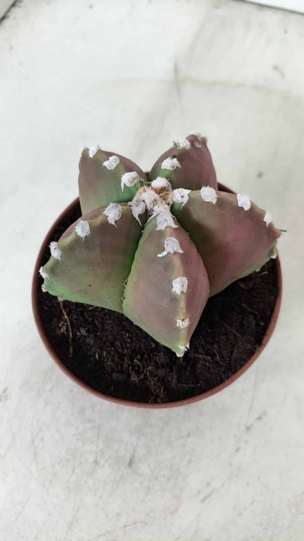 ASTROPHYTUM MYRIOSTIGMA Nº 971 – vaso 11