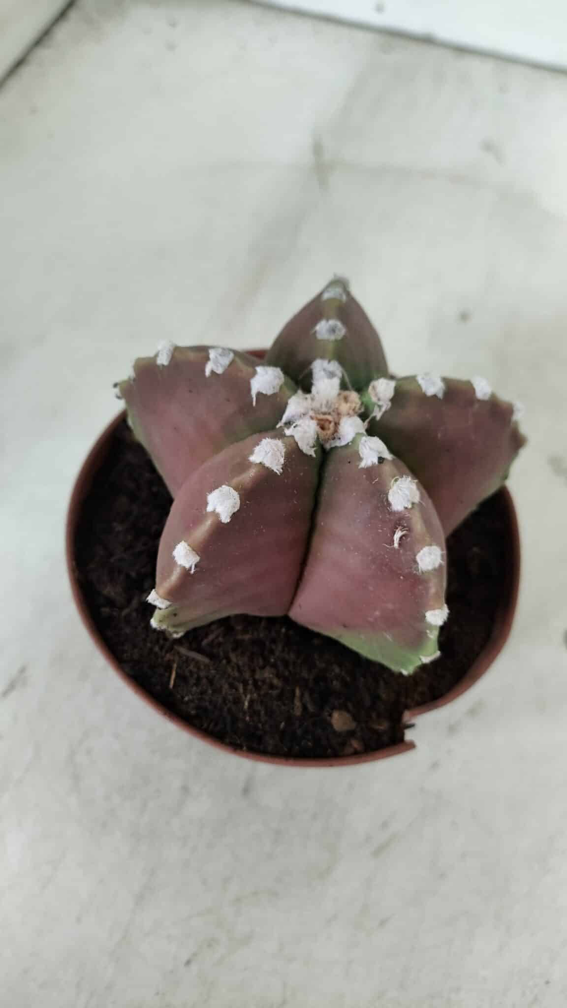 ASTROPHYTUM MYRIOSTIGMA Nº 971 – vaso 11