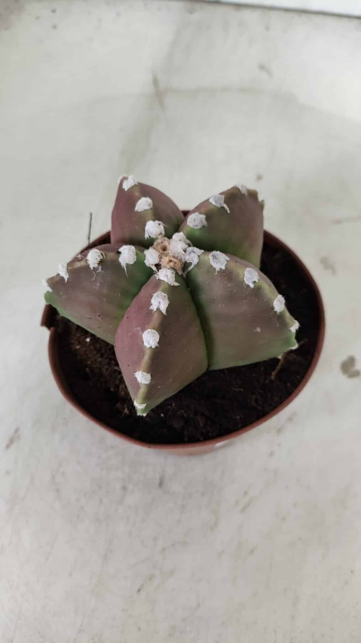 ASTROPHYTUM MYRIOSTIGMA Nº 971 – vaso 11