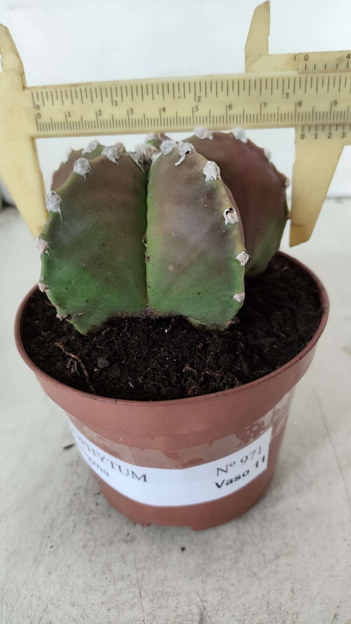 ASTROPHYTUM MYRIOSTIGMA Nº 971 – vaso 11