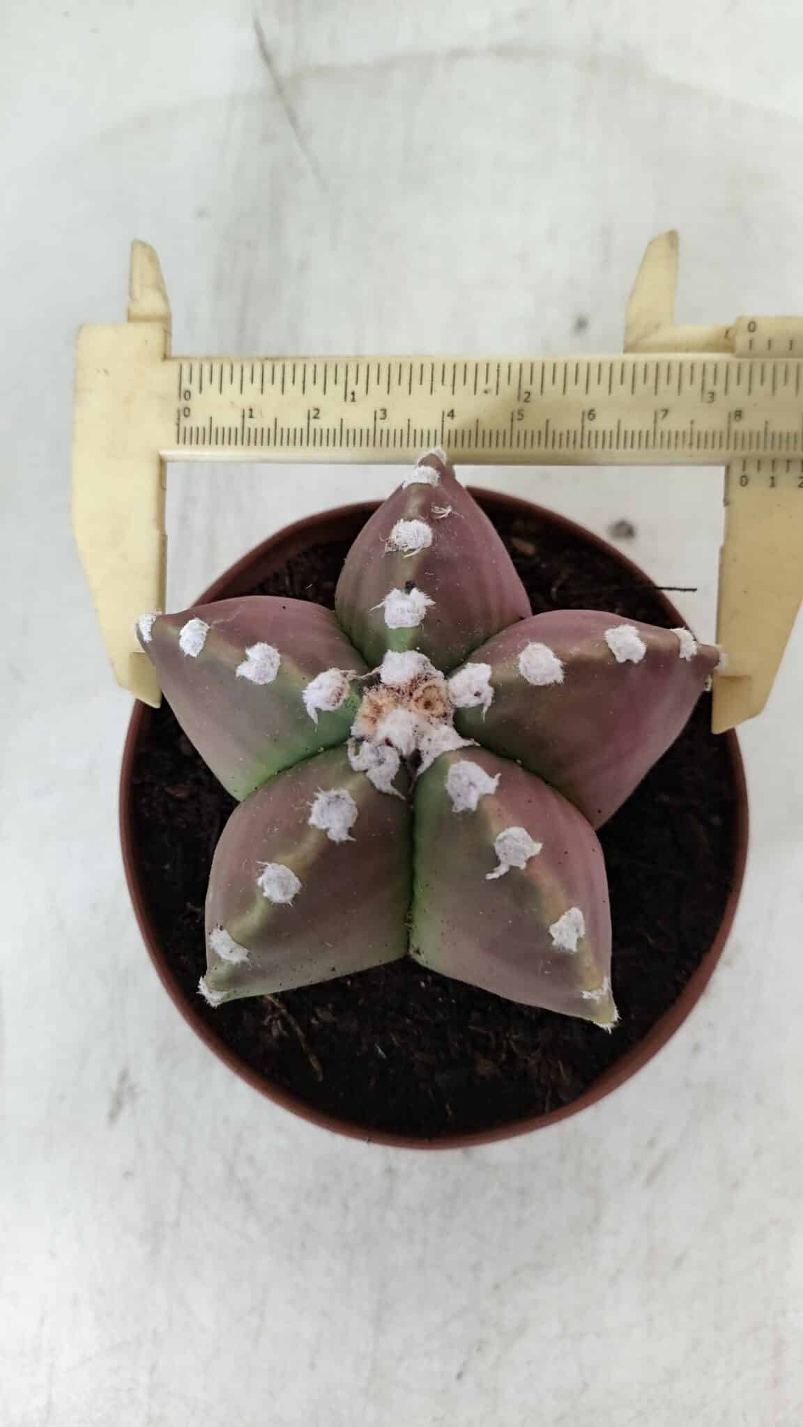 ASTROPHYTUM MYRIOSTIGMA Nº 971 – vaso 11