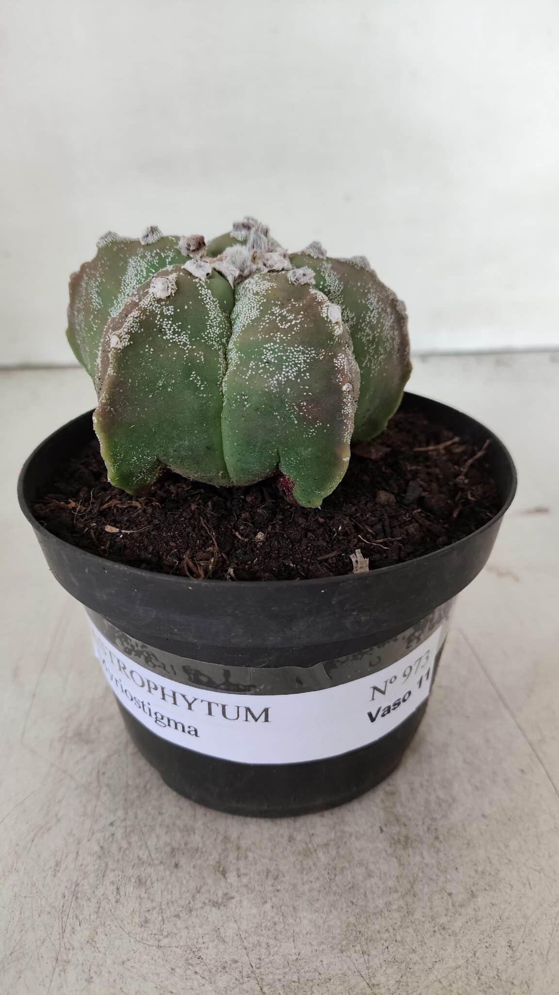ASTROPHYTUM MYRIOSTIGMA Nº 973 – vaso 11