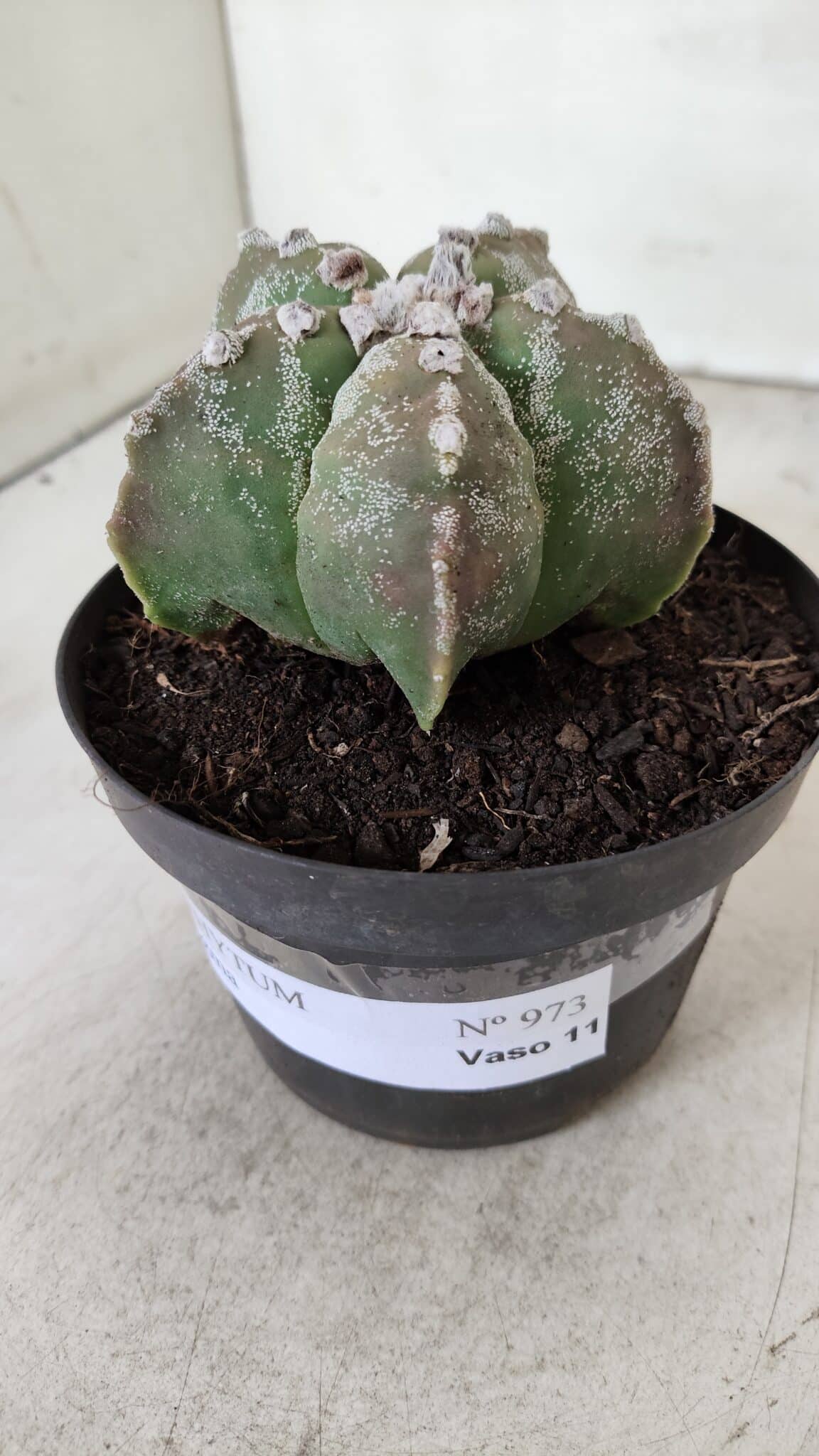 ASTROPHYTUM MYRIOSTIGMA Nº 973 – vaso 11