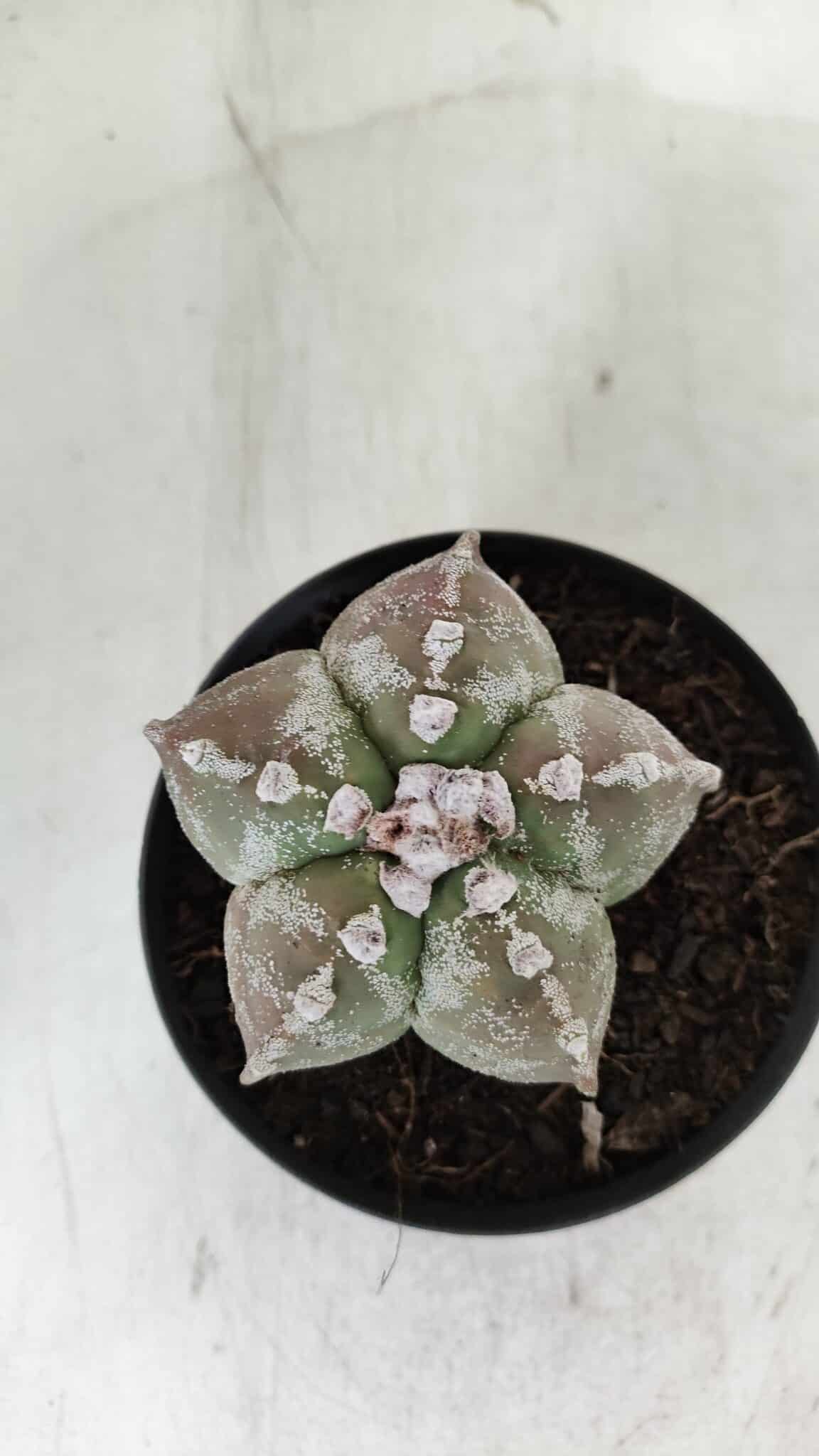 ASTROPHYTUM MYRIOSTIGMA Nº 973 – vaso 11