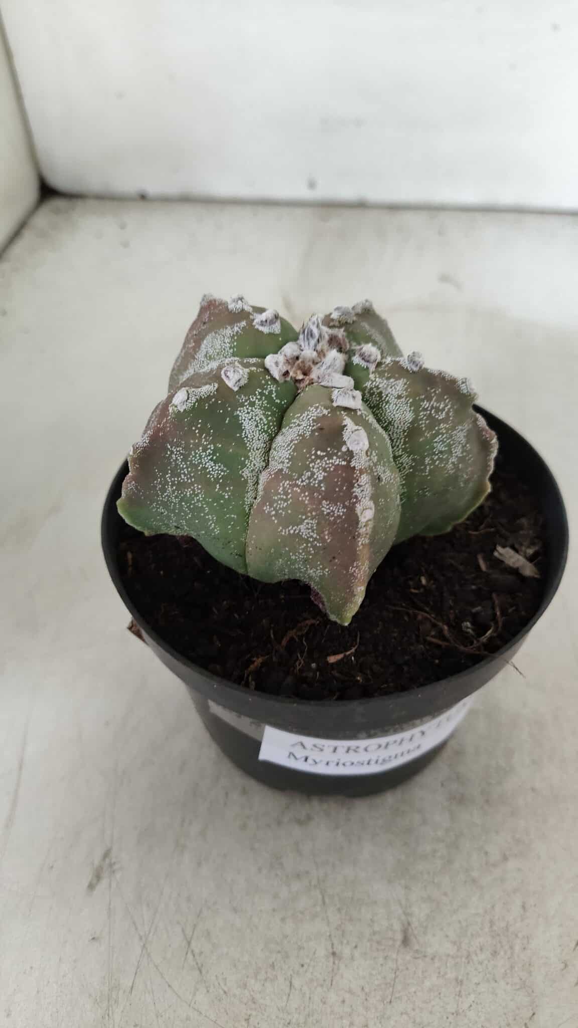 ASTROPHYTUM MYRIOSTIGMA Nº 973 – vaso 11