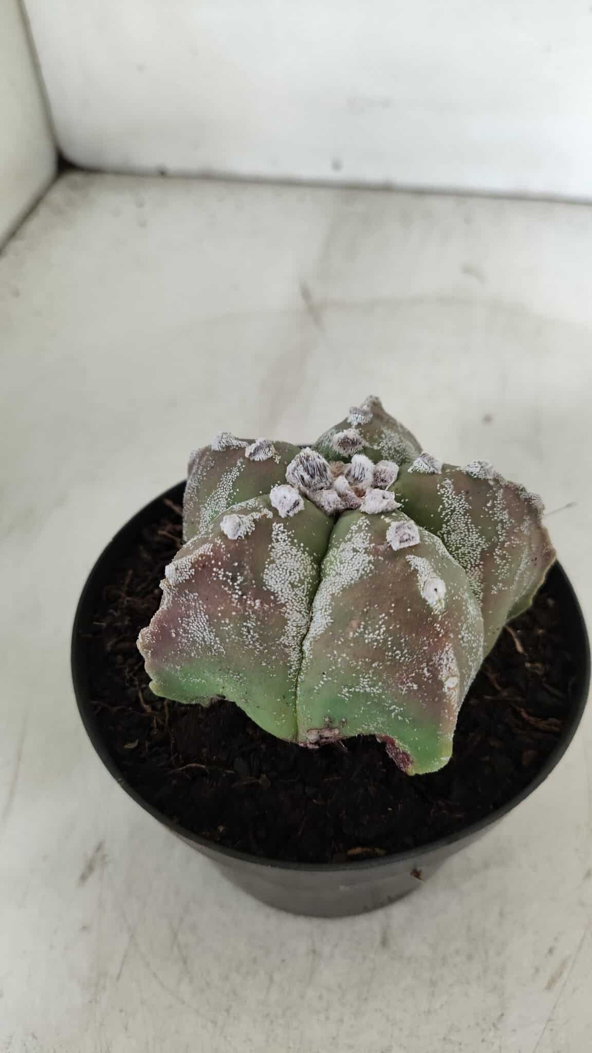 ASTROPHYTUM MYRIOSTIGMA Nº 973 – vaso 11