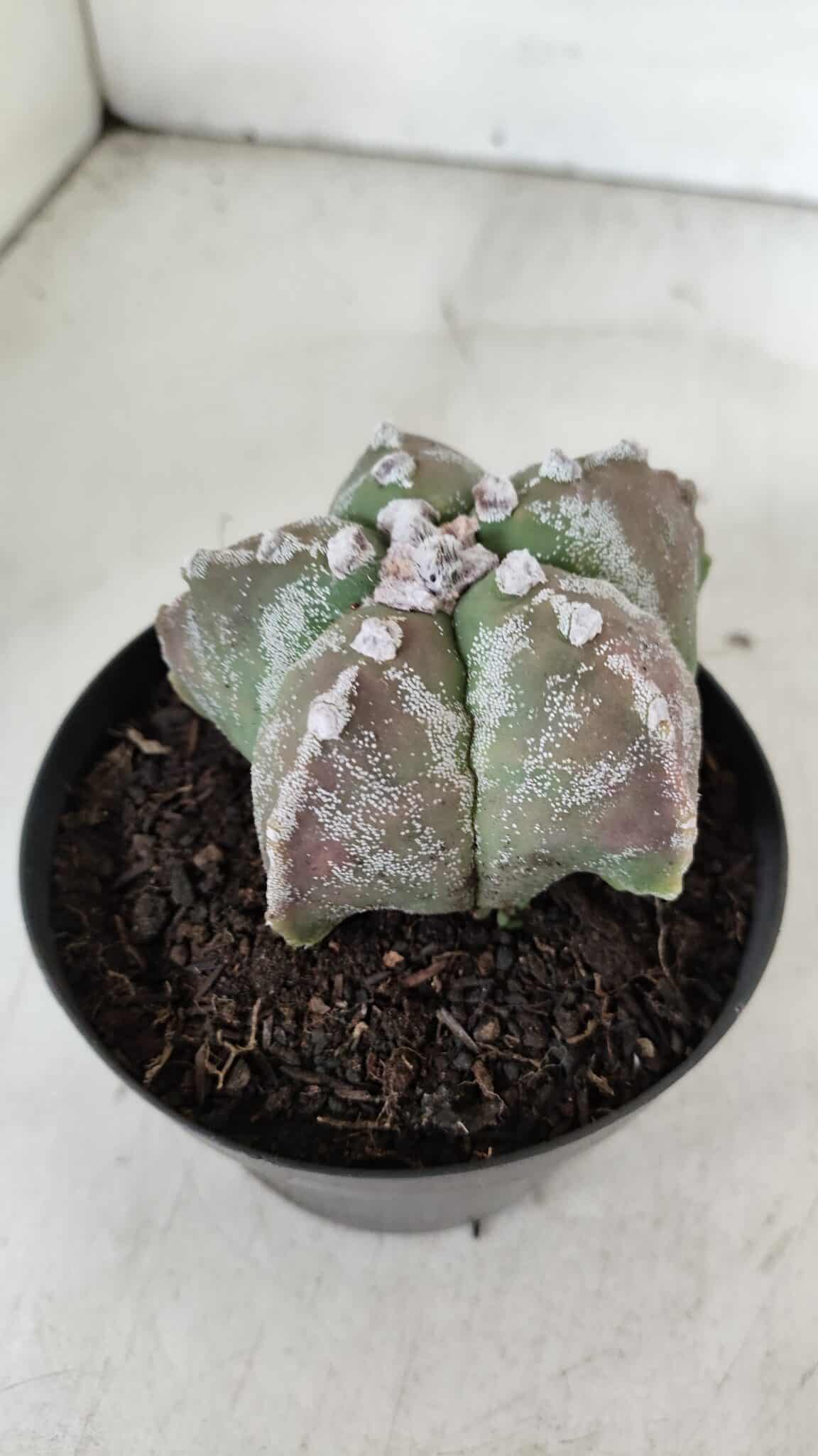 ASTROPHYTUM MYRIOSTIGMA Nº 973 – vaso 11