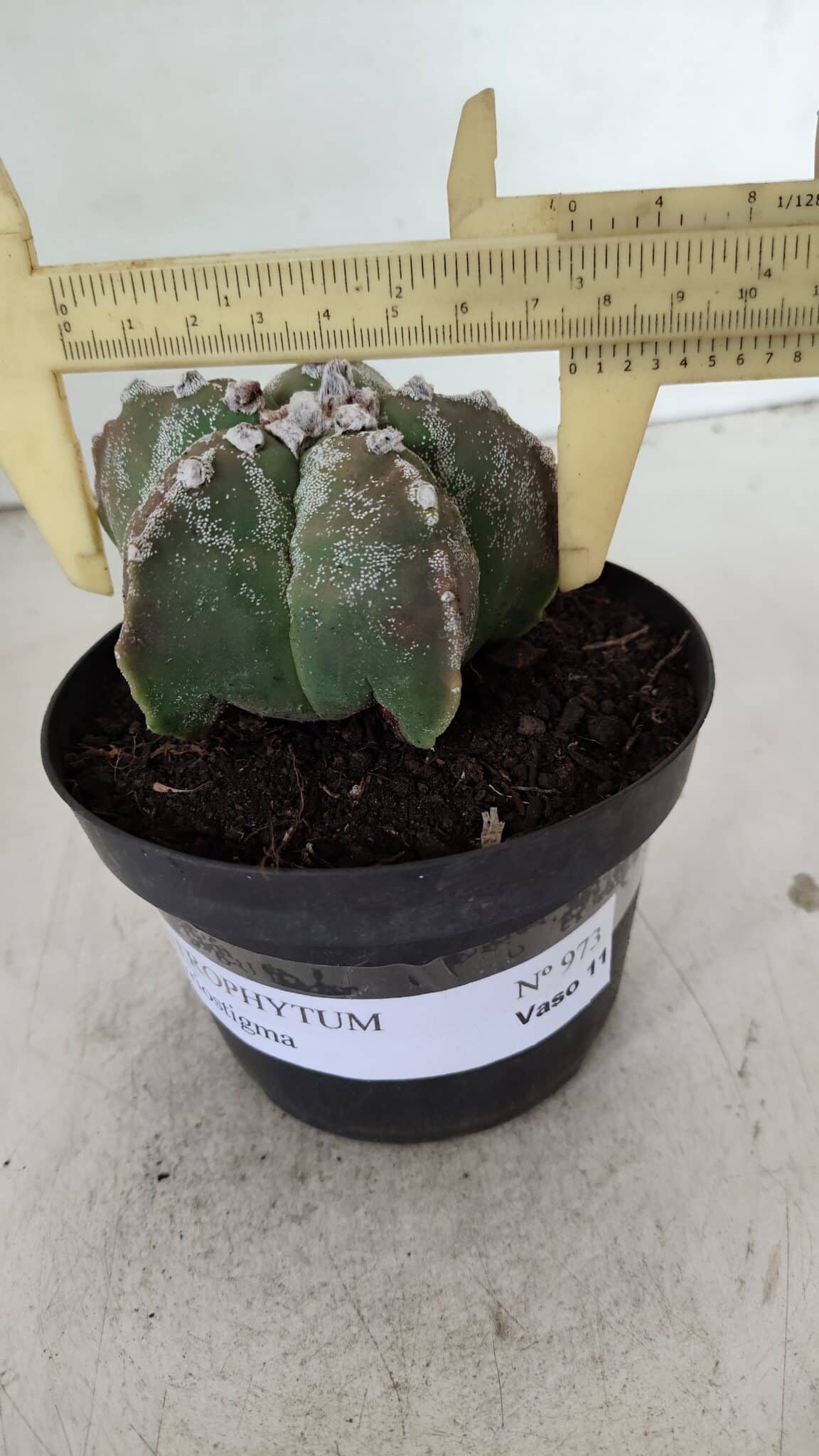 ASTROPHYTUM MYRIOSTIGMA Nº 973 – vaso 11