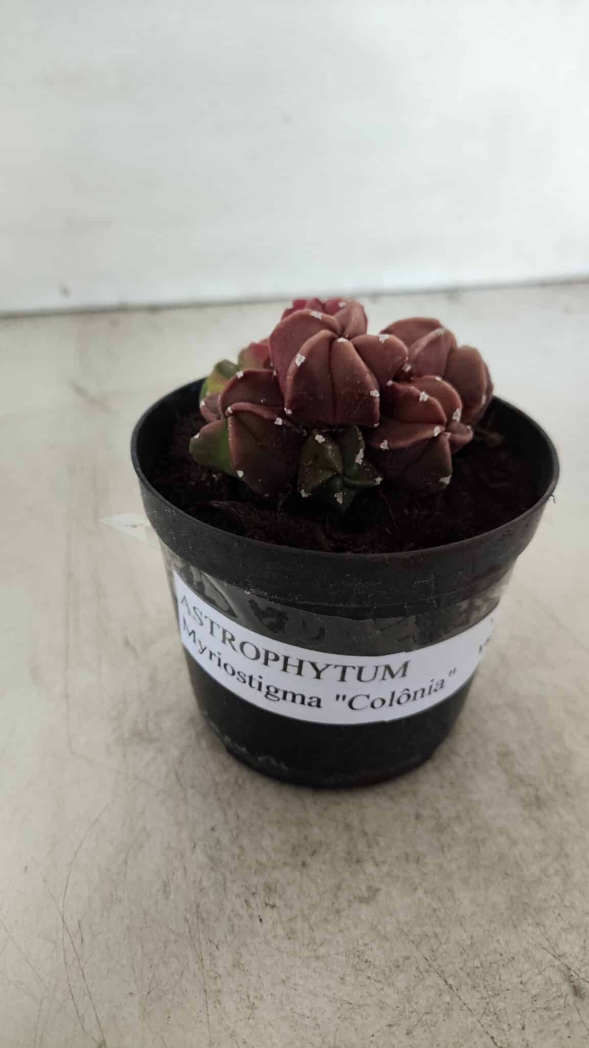 ASTROPHYTUM MYRIOSTIGMA "COLÔNIA"  Nº 974 – vaso 09