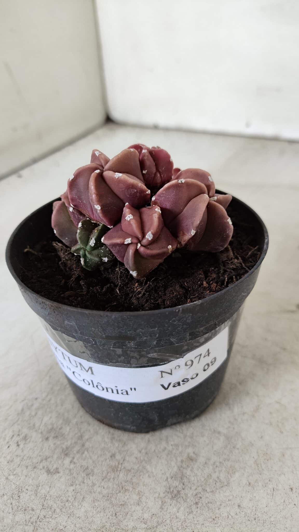 ASTROPHYTUM MYRIOSTIGMA "COLÔNIA"  Nº 974 – vaso 09
