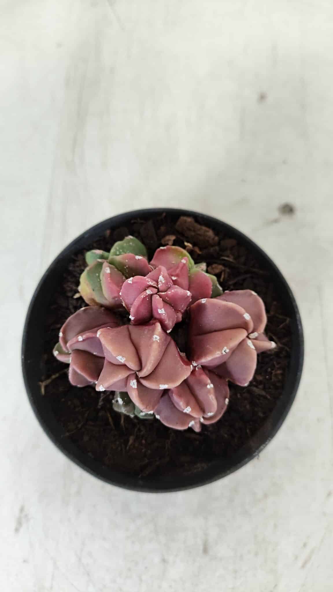 ASTROPHYTUM MYRIOSTIGMA "COLÔNIA"  Nº 974 – vaso 09