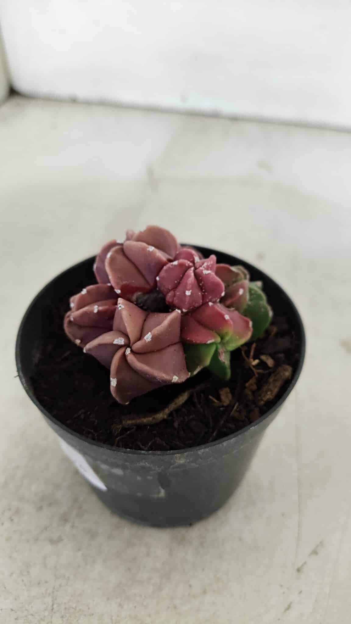 ASTROPHYTUM MYRIOSTIGMA "COLÔNIA"  Nº 974 – vaso 09