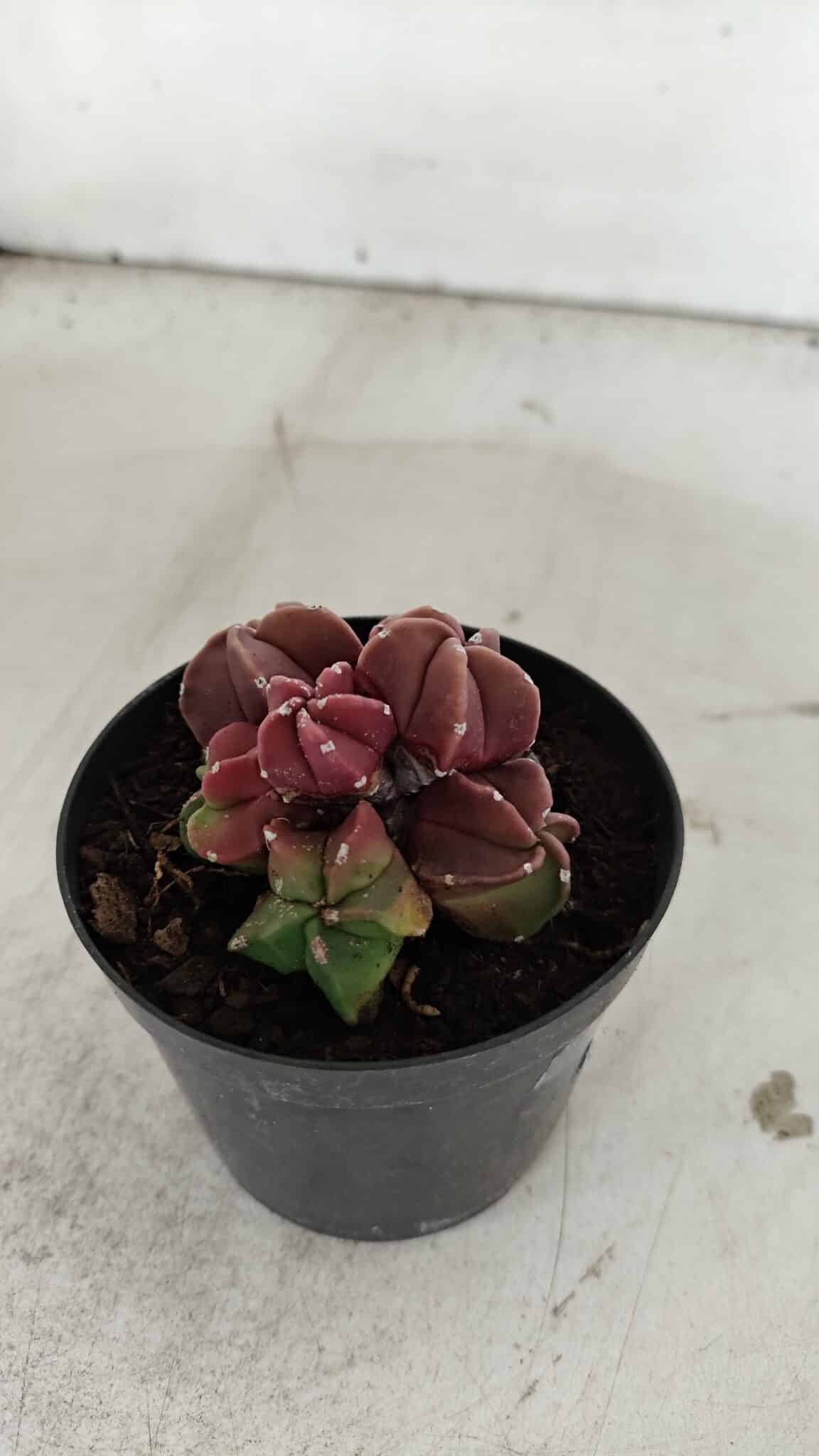 ASTROPHYTUM MYRIOSTIGMA "COLÔNIA"  Nº 974 – vaso 09