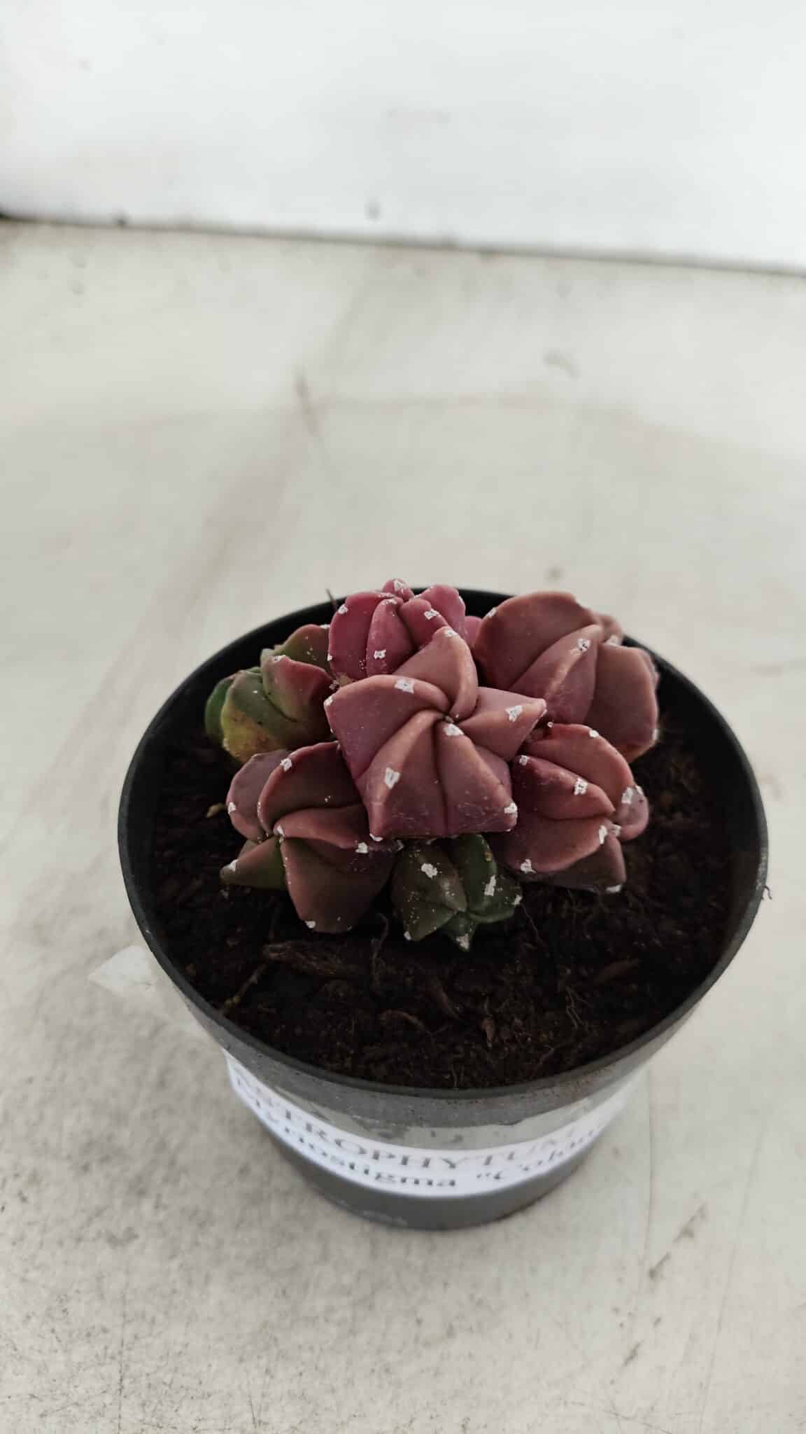 ASTROPHYTUM MYRIOSTIGMA "COLÔNIA"  Nº 974 – vaso 09