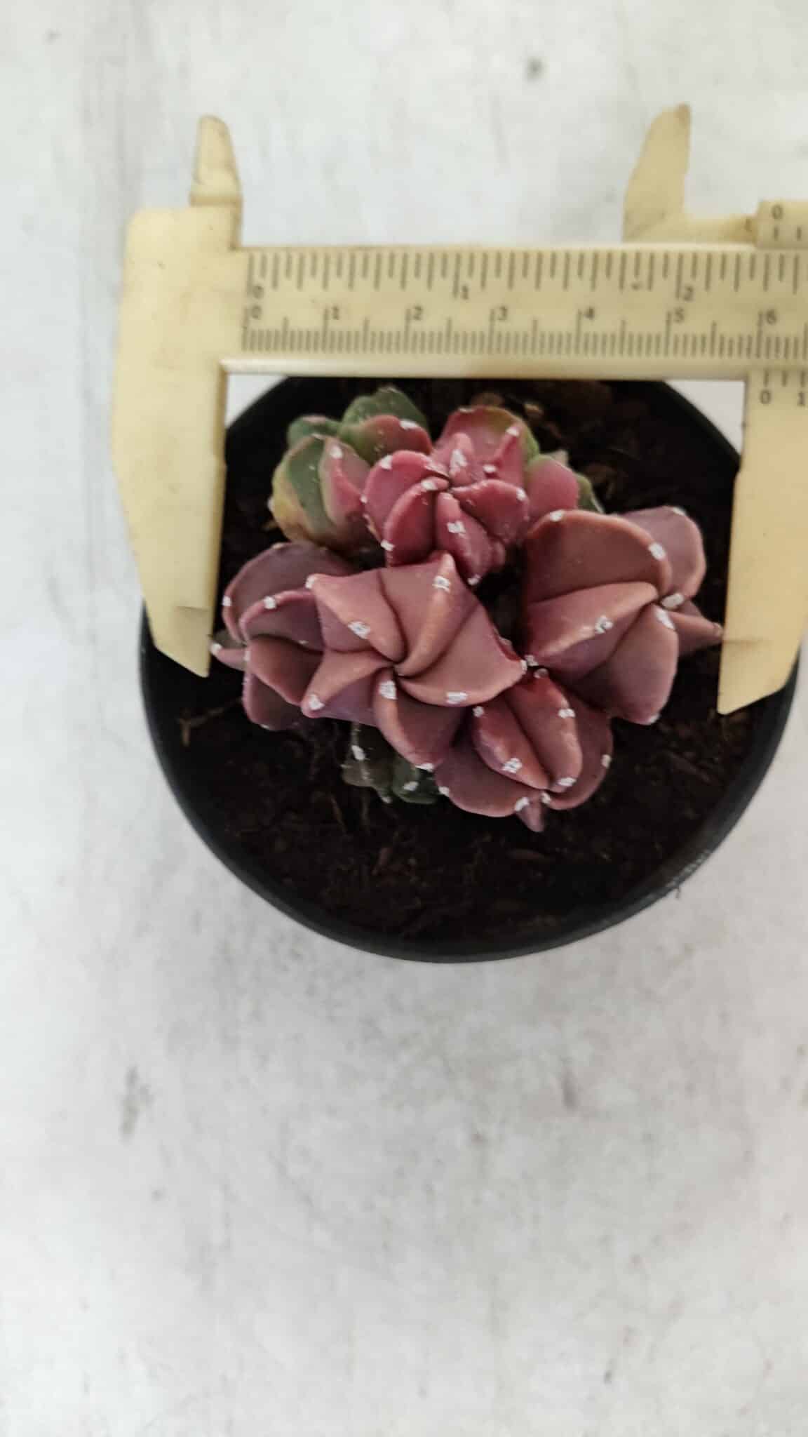 ASTROPHYTUM MYRIOSTIGMA "COLÔNIA"  Nº 974 – vaso 09