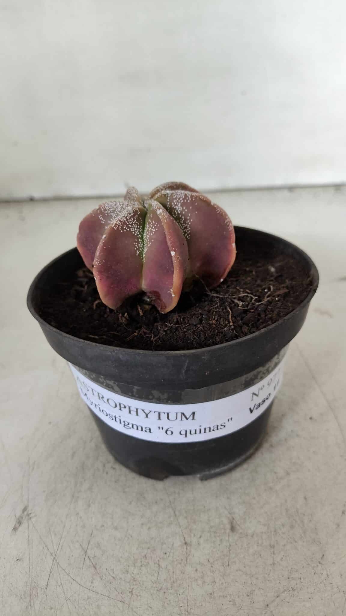 ASTROPHYTUM MYRIOSTIGMA "6 Quinas" Nº 977 – vaso 11