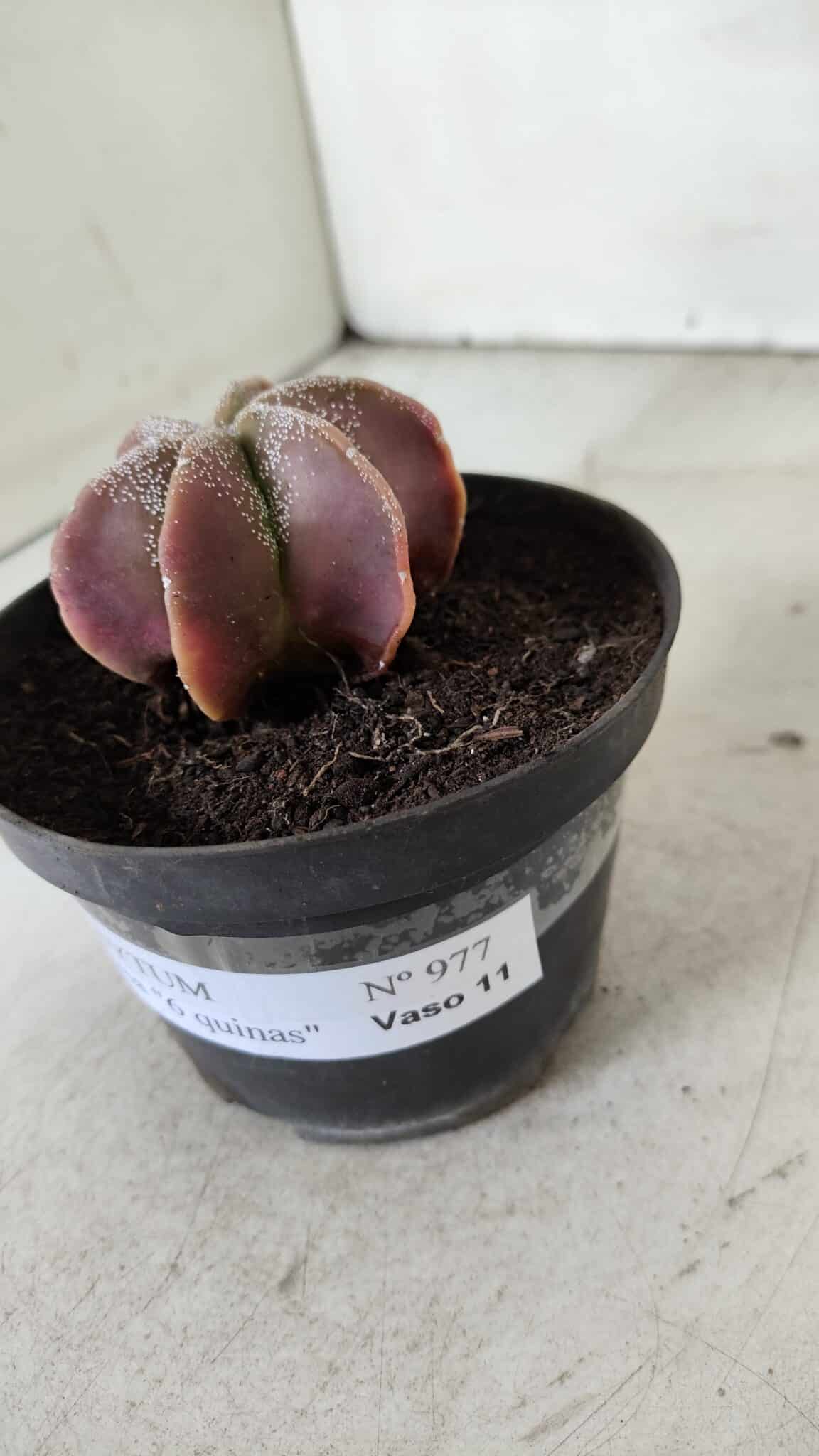 ASTROPHYTUM MYRIOSTIGMA "6 Quinas" Nº 977 – vaso 11