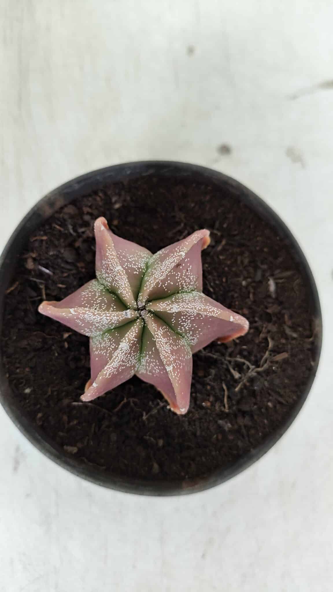 ASTROPHYTUM MYRIOSTIGMA "6 Quinas" Nº 977 – vaso 11