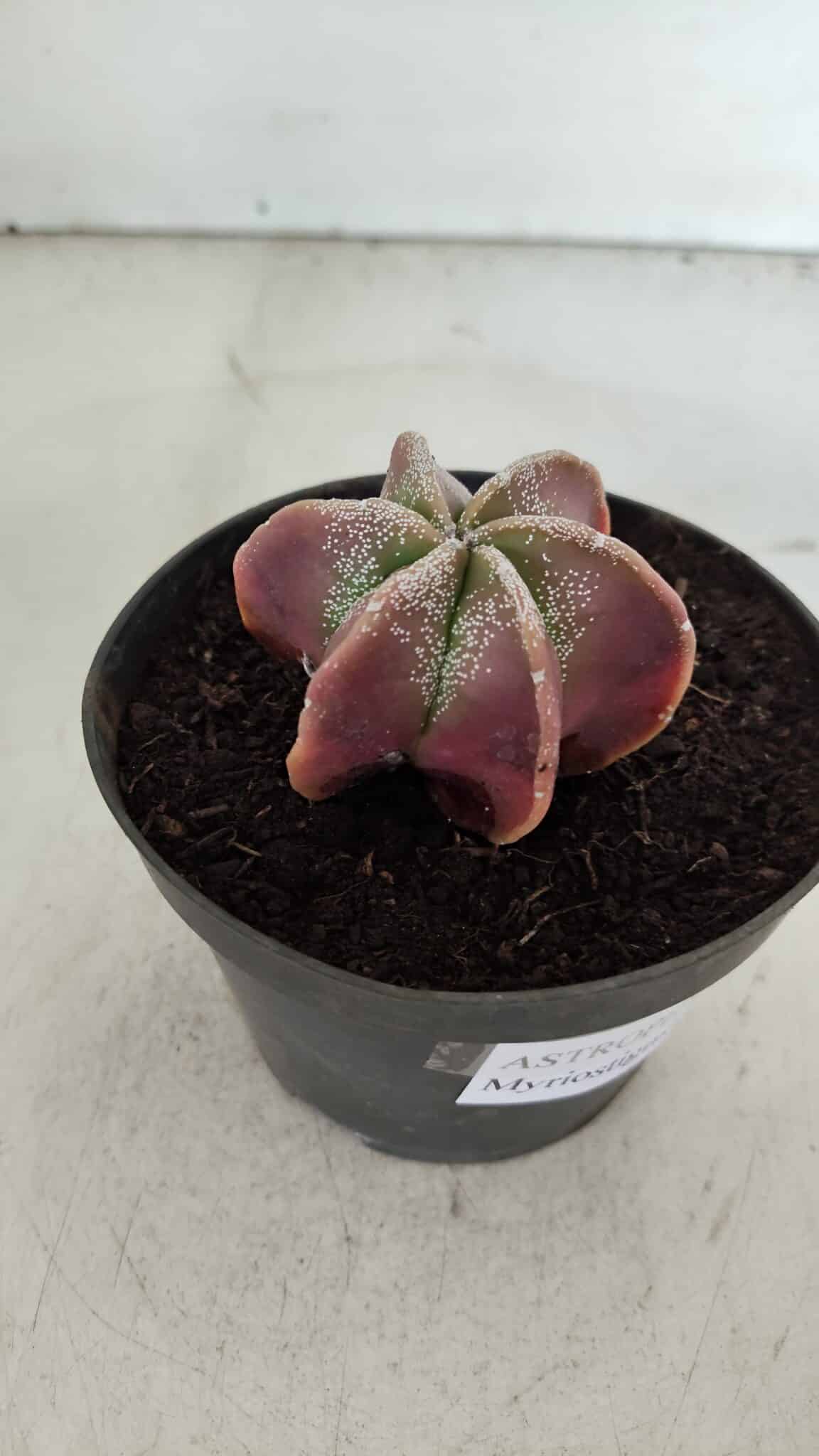 ASTROPHYTUM MYRIOSTIGMA "6 Quinas" Nº 977 – vaso 11