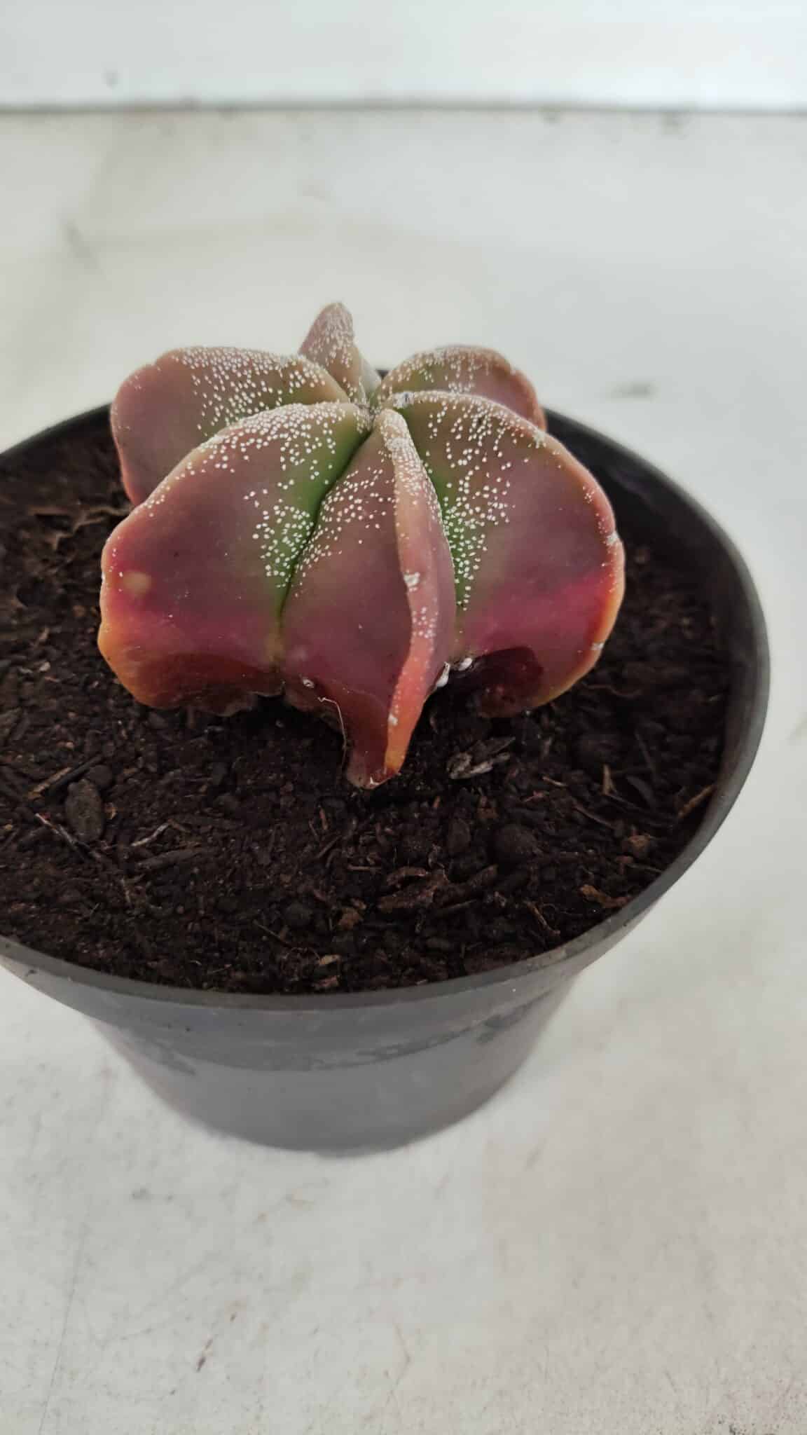 ASTROPHYTUM MYRIOSTIGMA "6 Quinas" Nº 977 – vaso 11