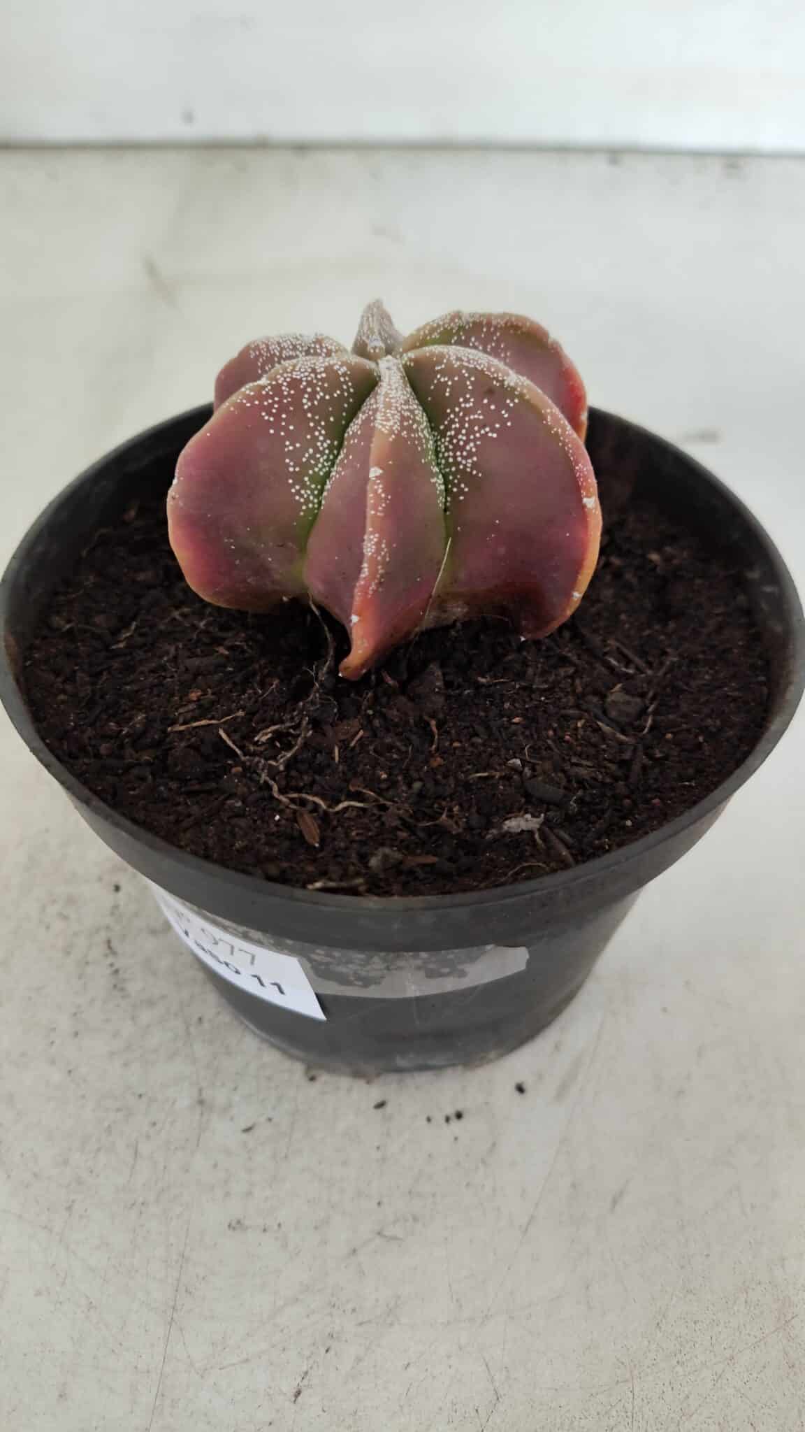 ASTROPHYTUM MYRIOSTIGMA "6 Quinas" Nº 977 – vaso 11