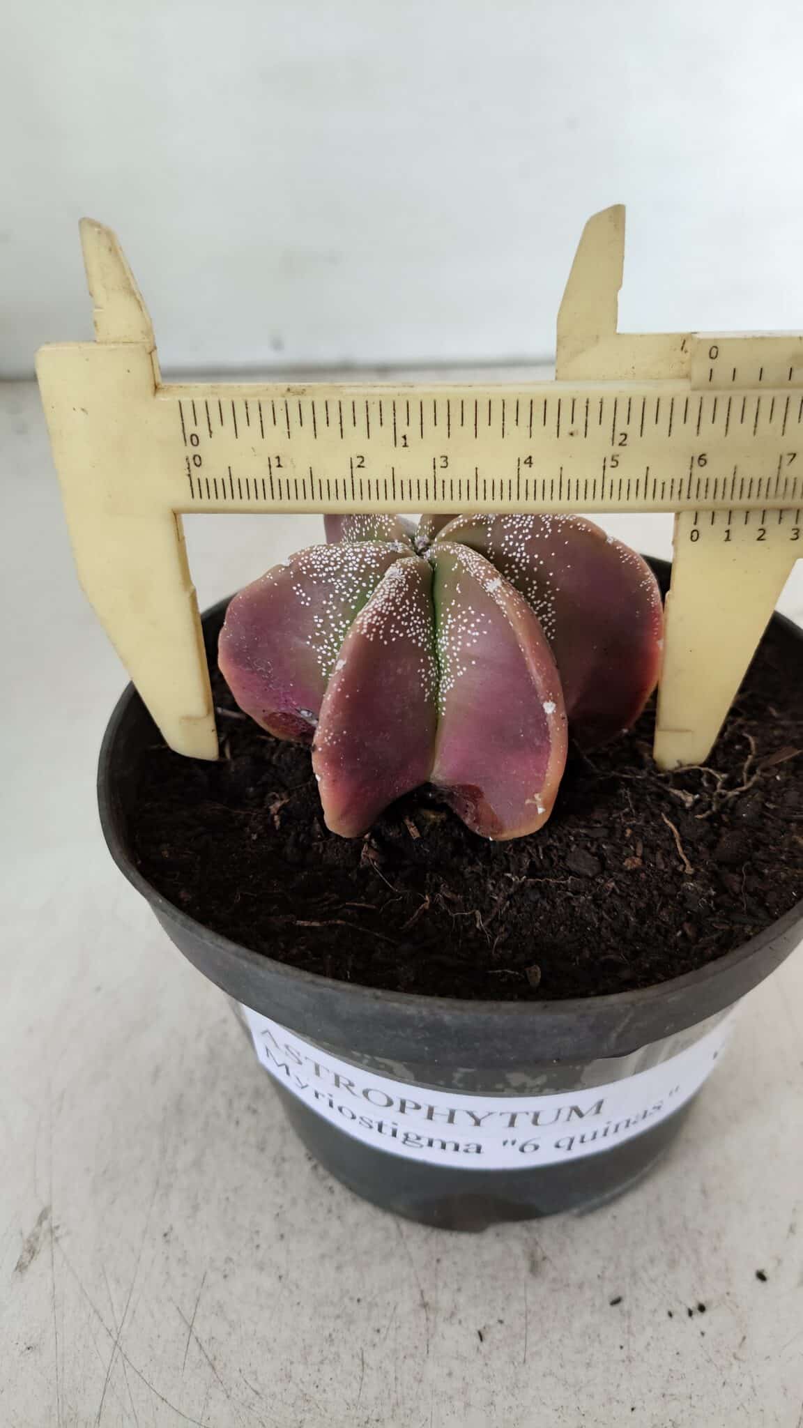 ASTROPHYTUM MYRIOSTIGMA "6 Quinas" Nº 977 – vaso 11