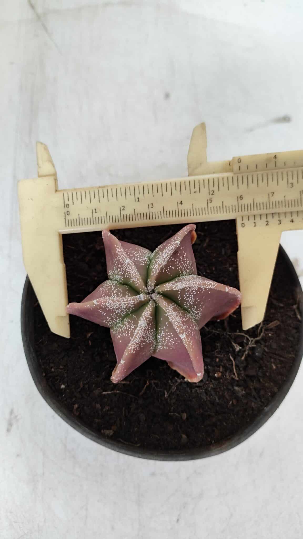 ASTROPHYTUM MYRIOSTIGMA "6 Quinas" Nº 977 – vaso 11