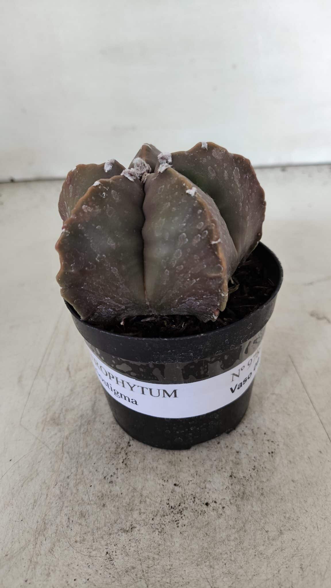 ASTROPHYTUM MYRIOSTIGMA Nº 978 – vaso 09
