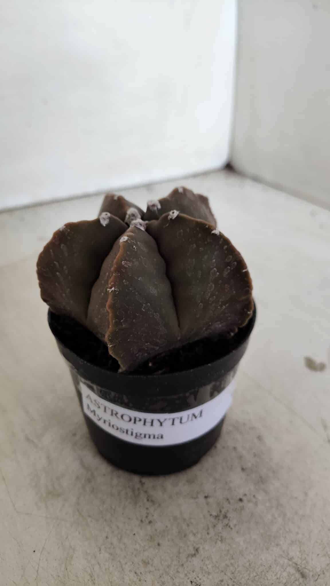 ASTROPHYTUM MYRIOSTIGMA Nº 978 – vaso 09