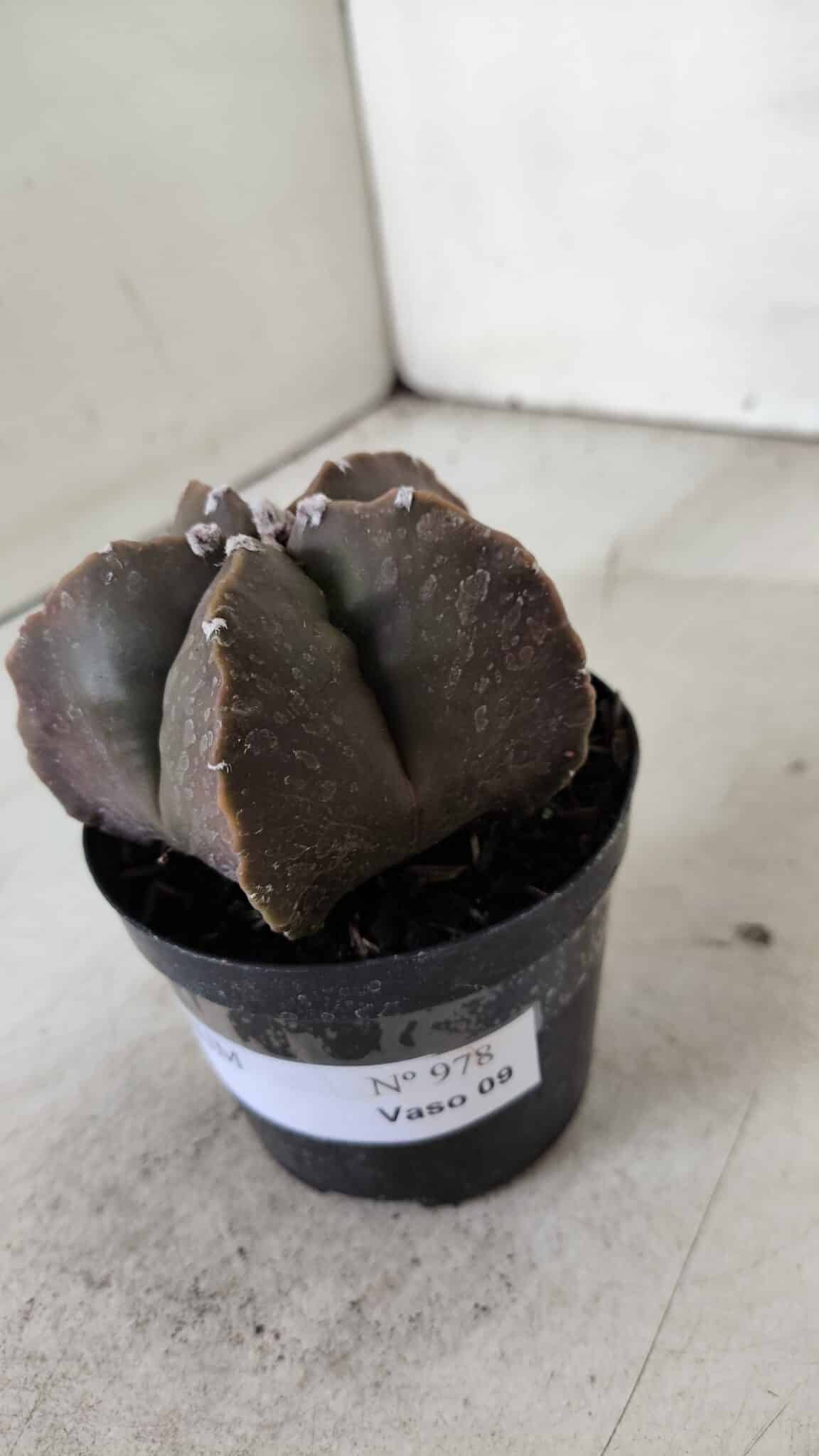 ASTROPHYTUM MYRIOSTIGMA Nº 978 – vaso 09