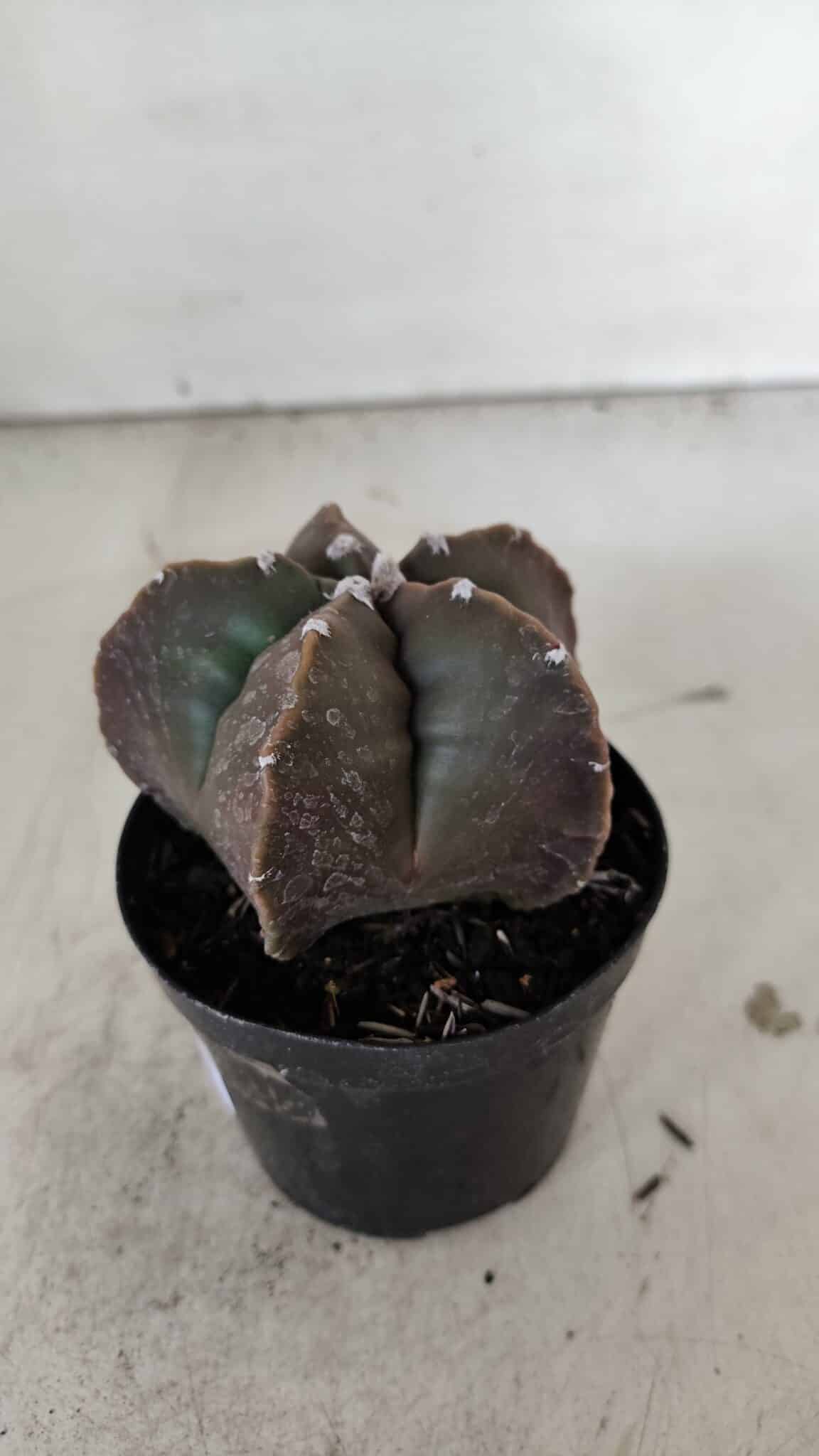 ASTROPHYTUM MYRIOSTIGMA Nº 978 – vaso 09