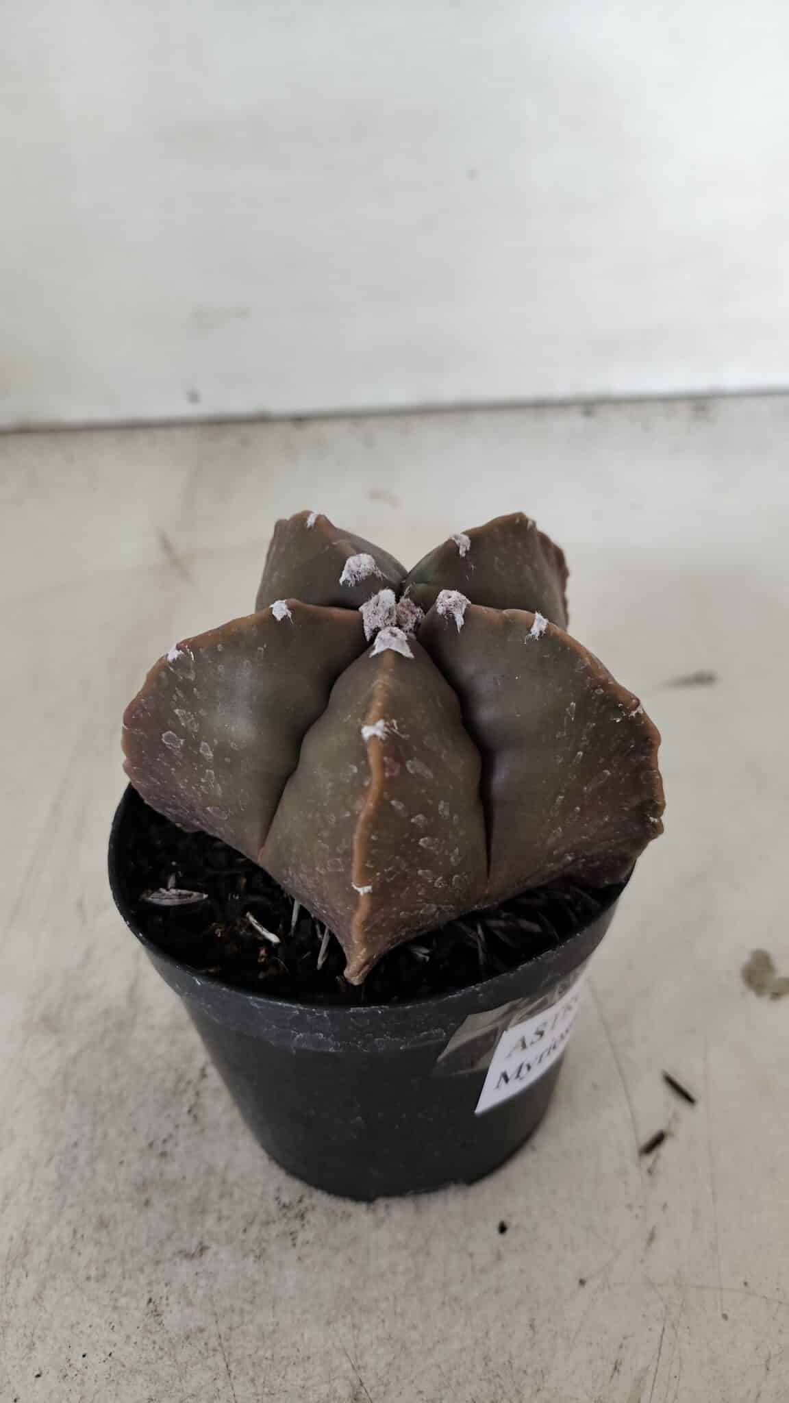 ASTROPHYTUM MYRIOSTIGMA Nº 978 – vaso 09