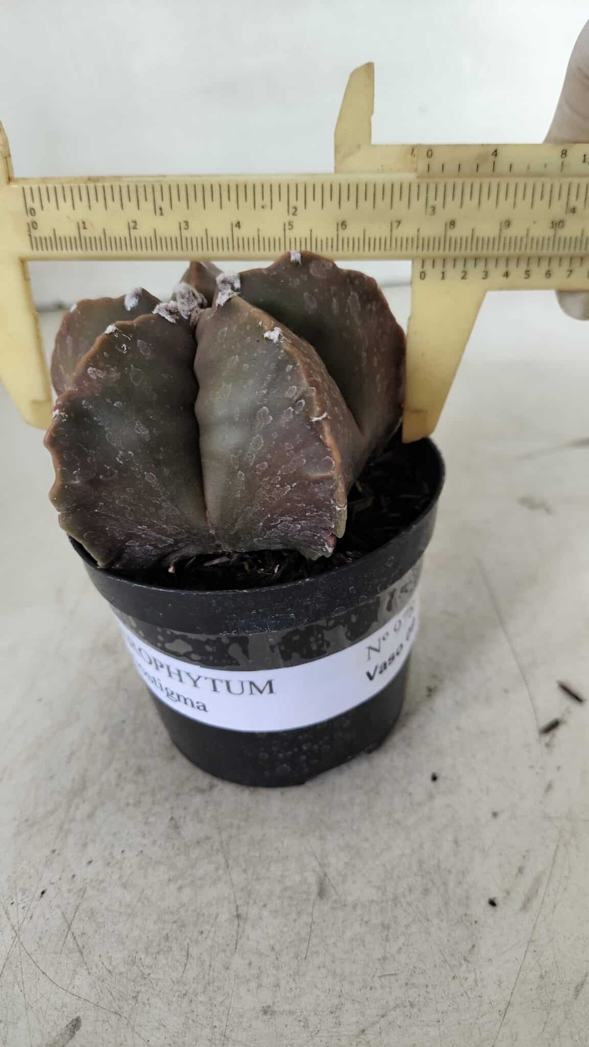 ASTROPHYTUM MYRIOSTIGMA Nº 978 – vaso 09