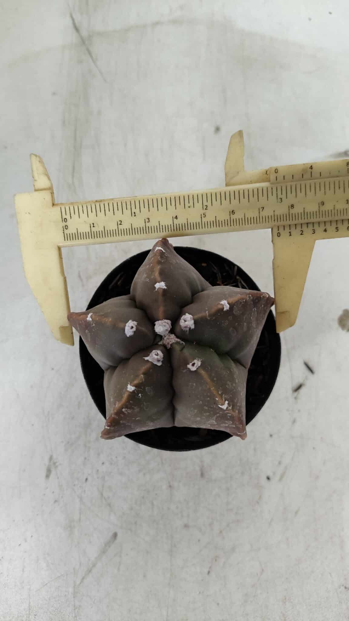 ASTROPHYTUM MYRIOSTIGMA Nº 978 – vaso 09