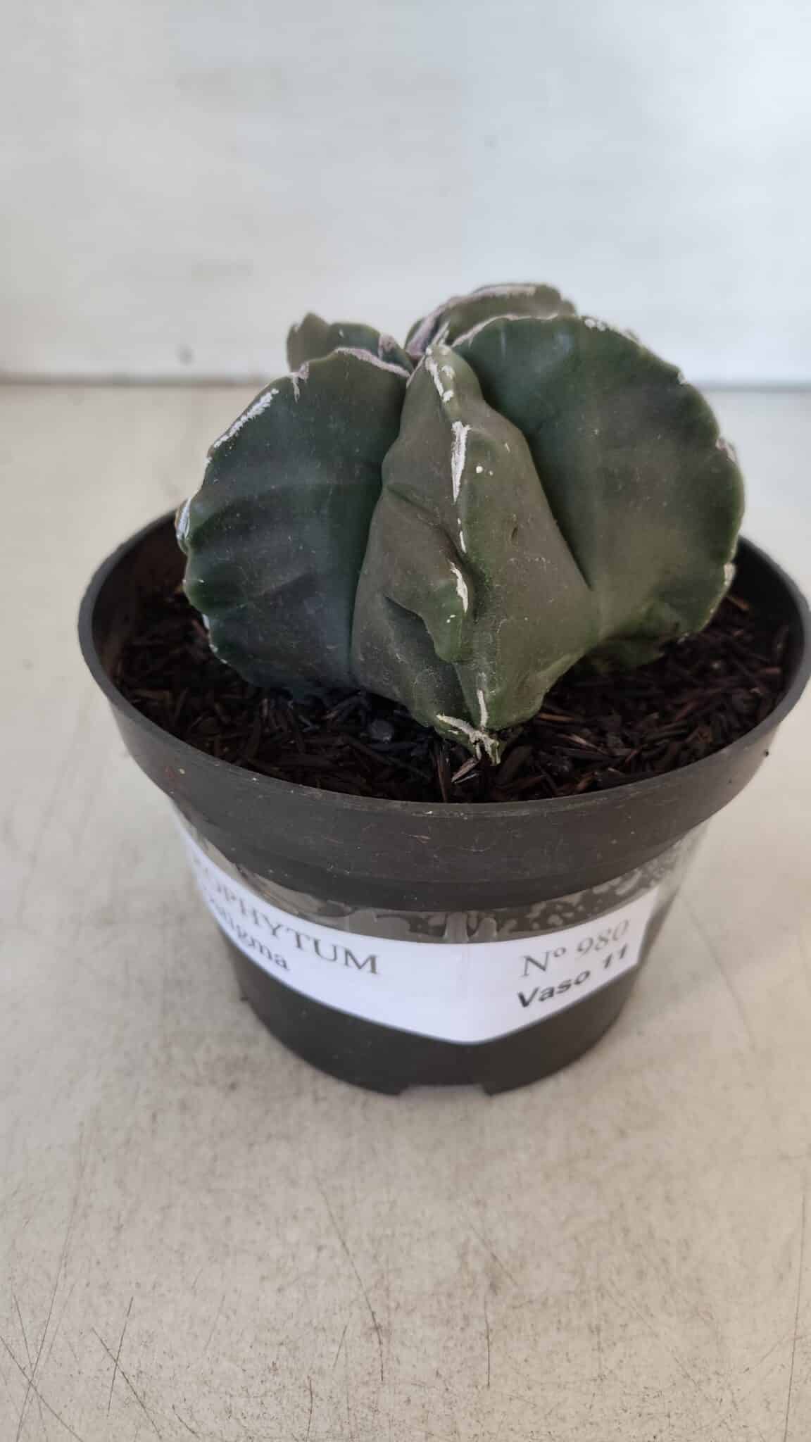ASTROPHYTUM MYRIOSTIGMA Nº 980 – vaso 11