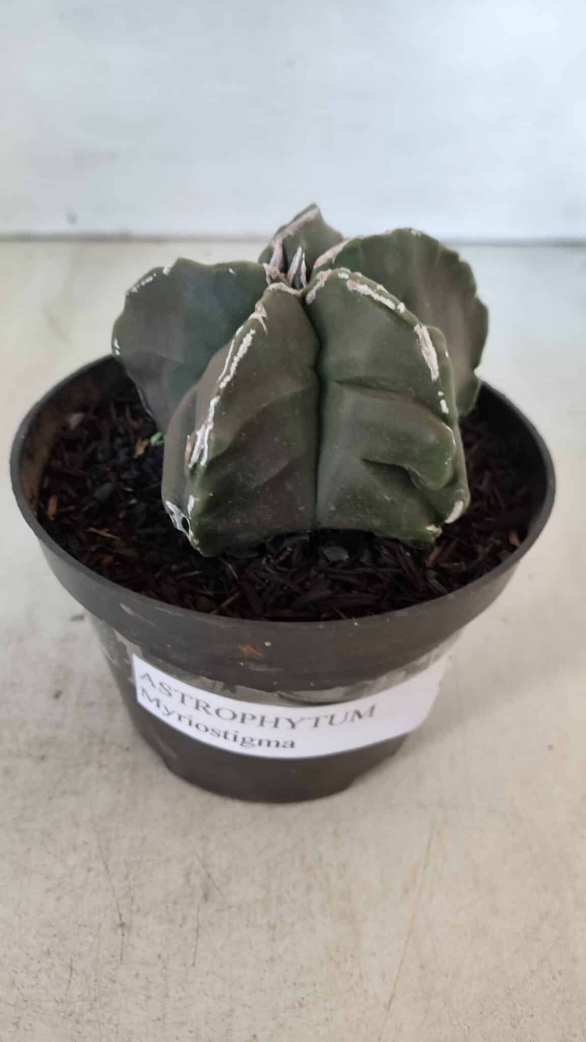 ASTROPHYTUM MYRIOSTIGMA Nº 980 – vaso 11