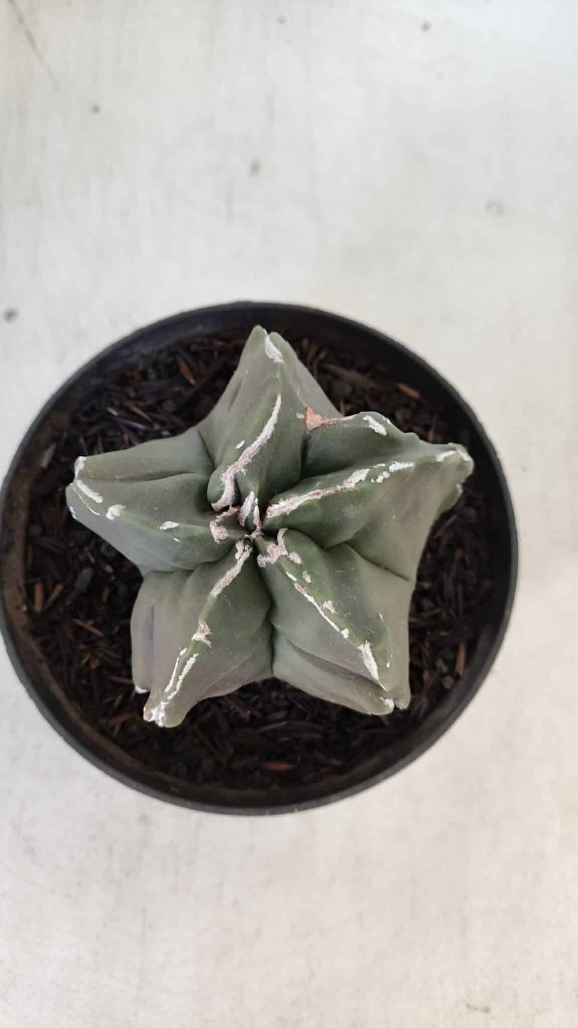 ASTROPHYTUM MYRIOSTIGMA Nº 980 – vaso 11