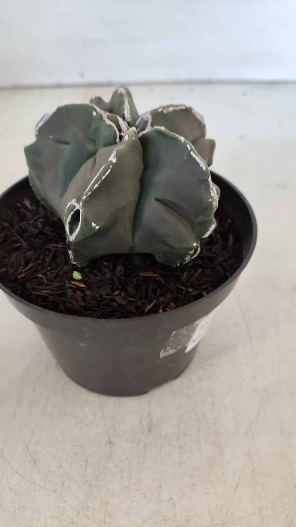 ASTROPHYTUM MYRIOSTIGMA Nº 980 – vaso 11