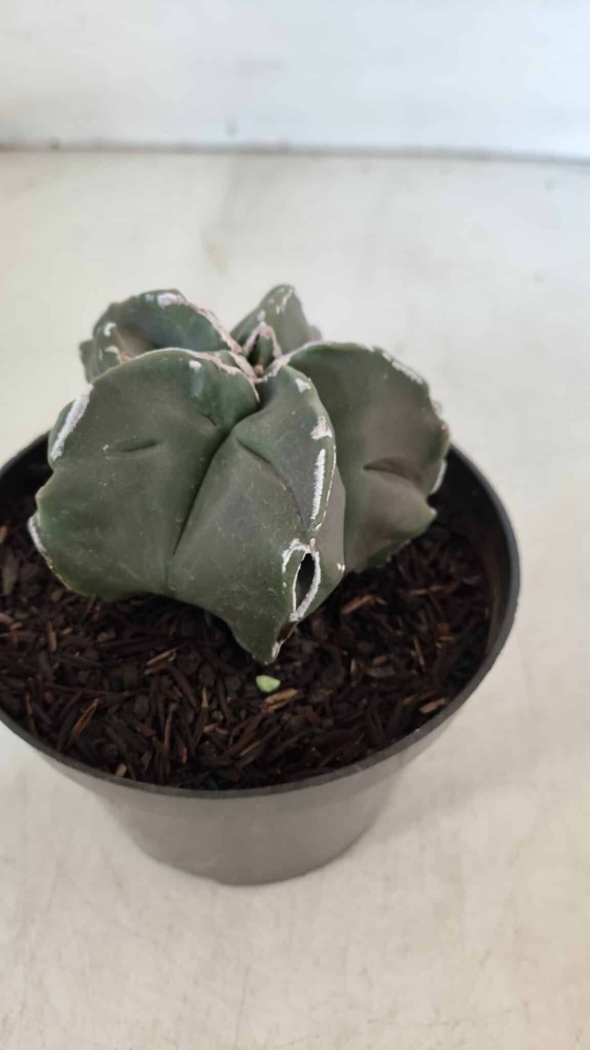 ASTROPHYTUM MYRIOSTIGMA Nº 980 – vaso 11