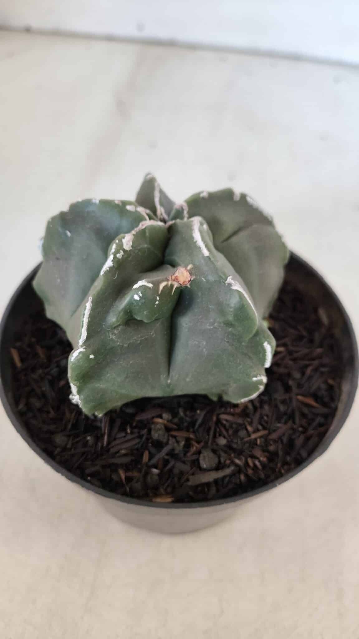 ASTROPHYTUM MYRIOSTIGMA Nº 980 – vaso 11