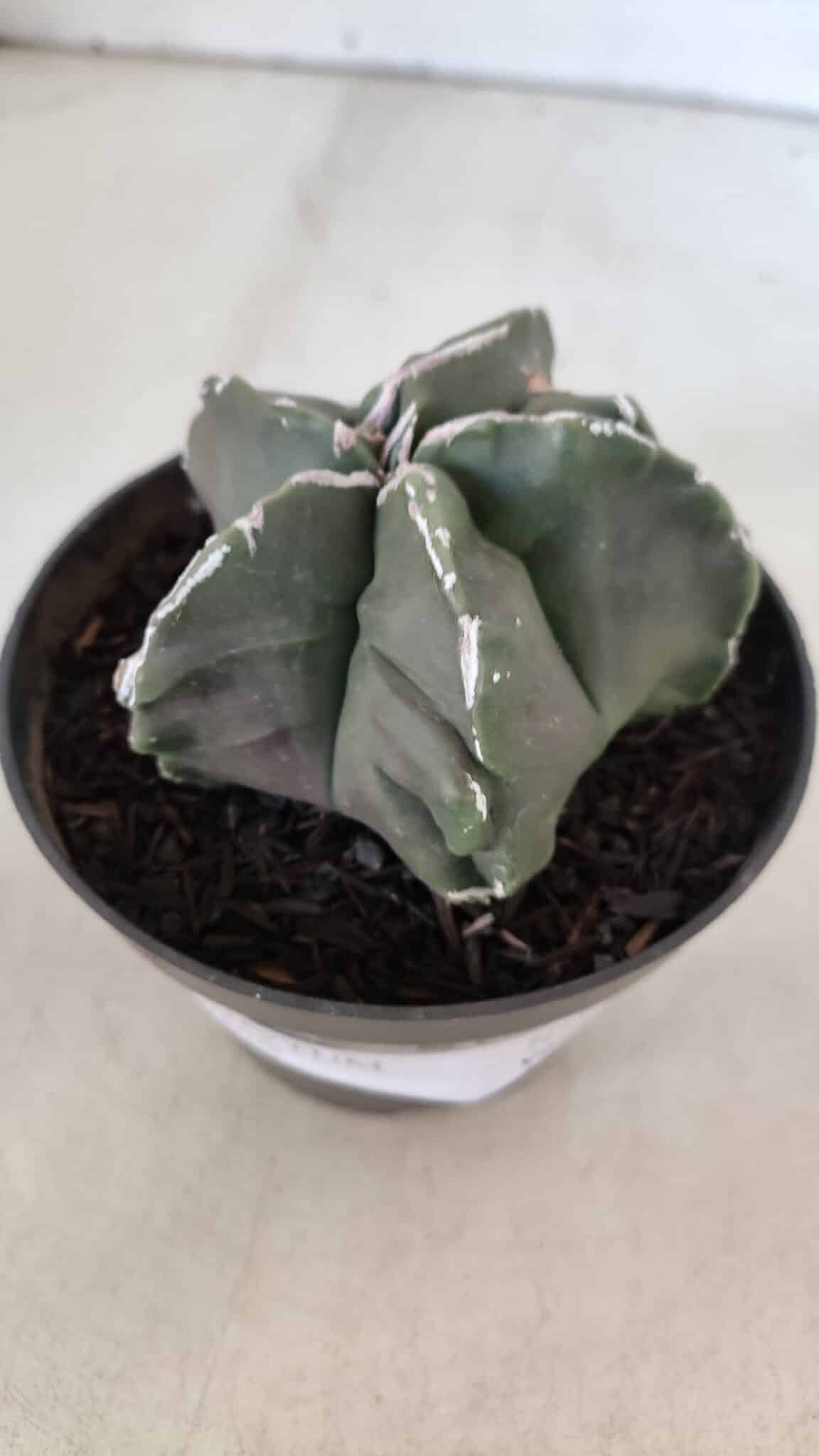ASTROPHYTUM MYRIOSTIGMA Nº 980 – vaso 11