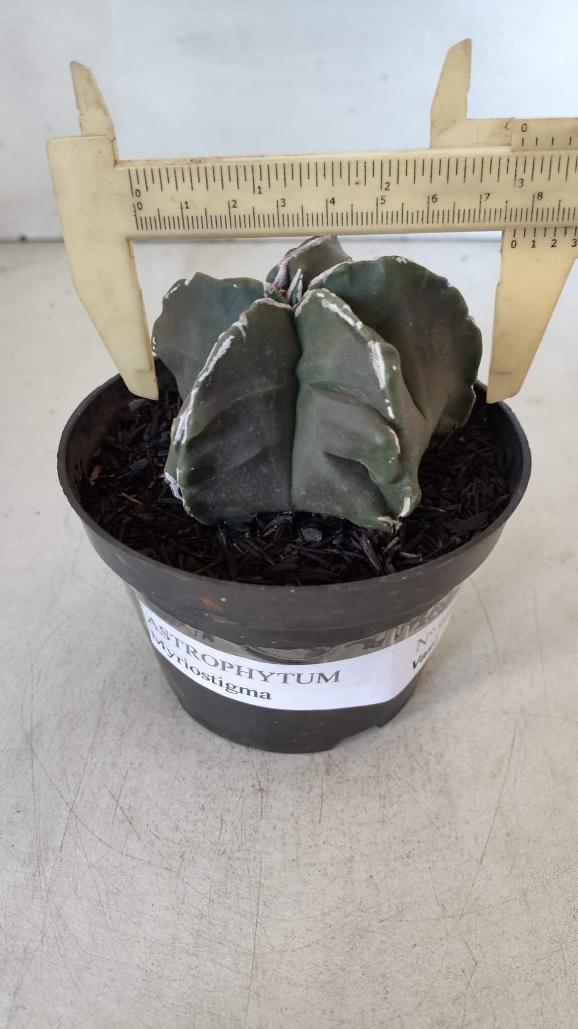ASTROPHYTUM MYRIOSTIGMA Nº 980 – vaso 11