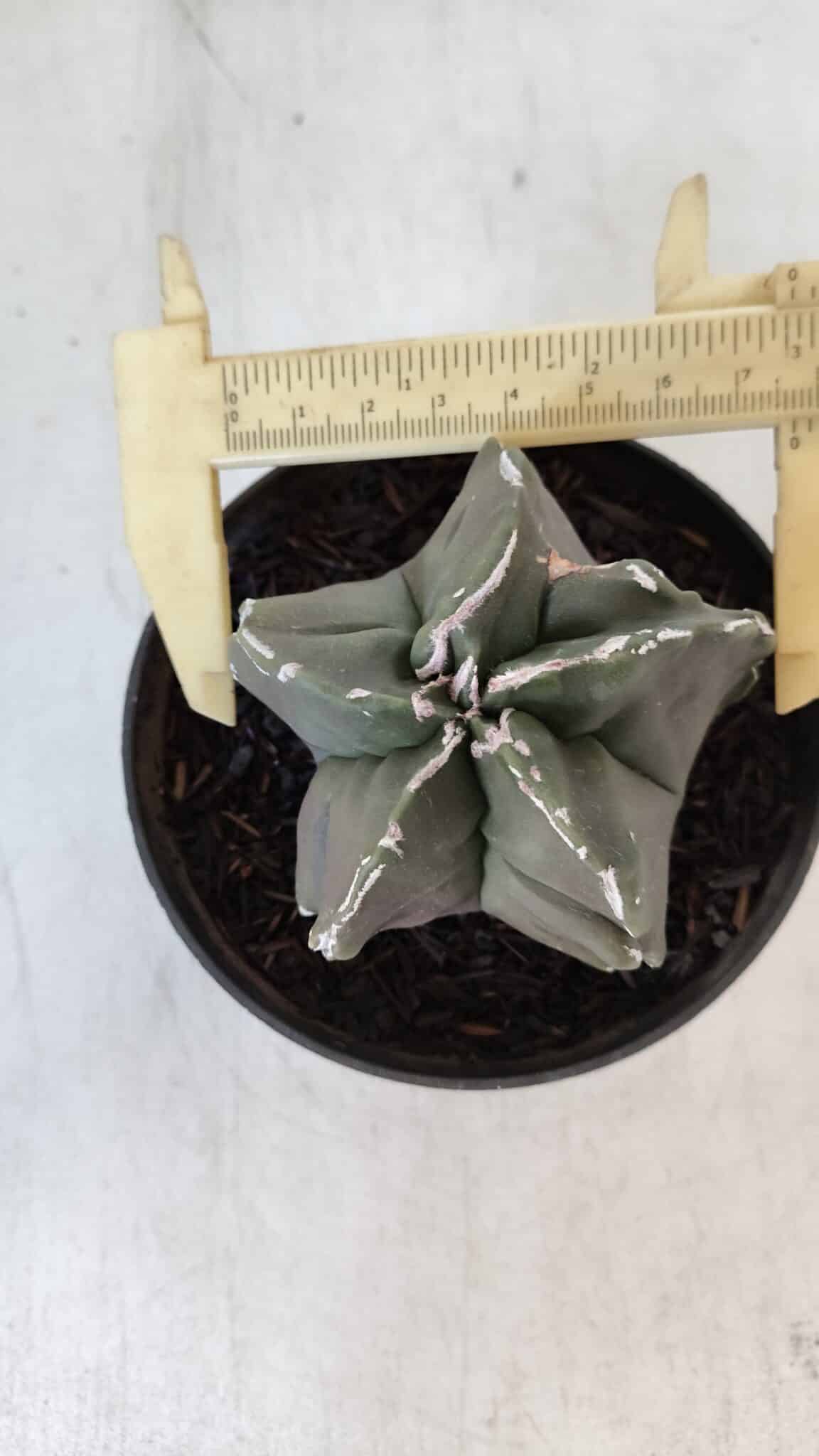 ASTROPHYTUM MYRIOSTIGMA Nº 980 – vaso 11
