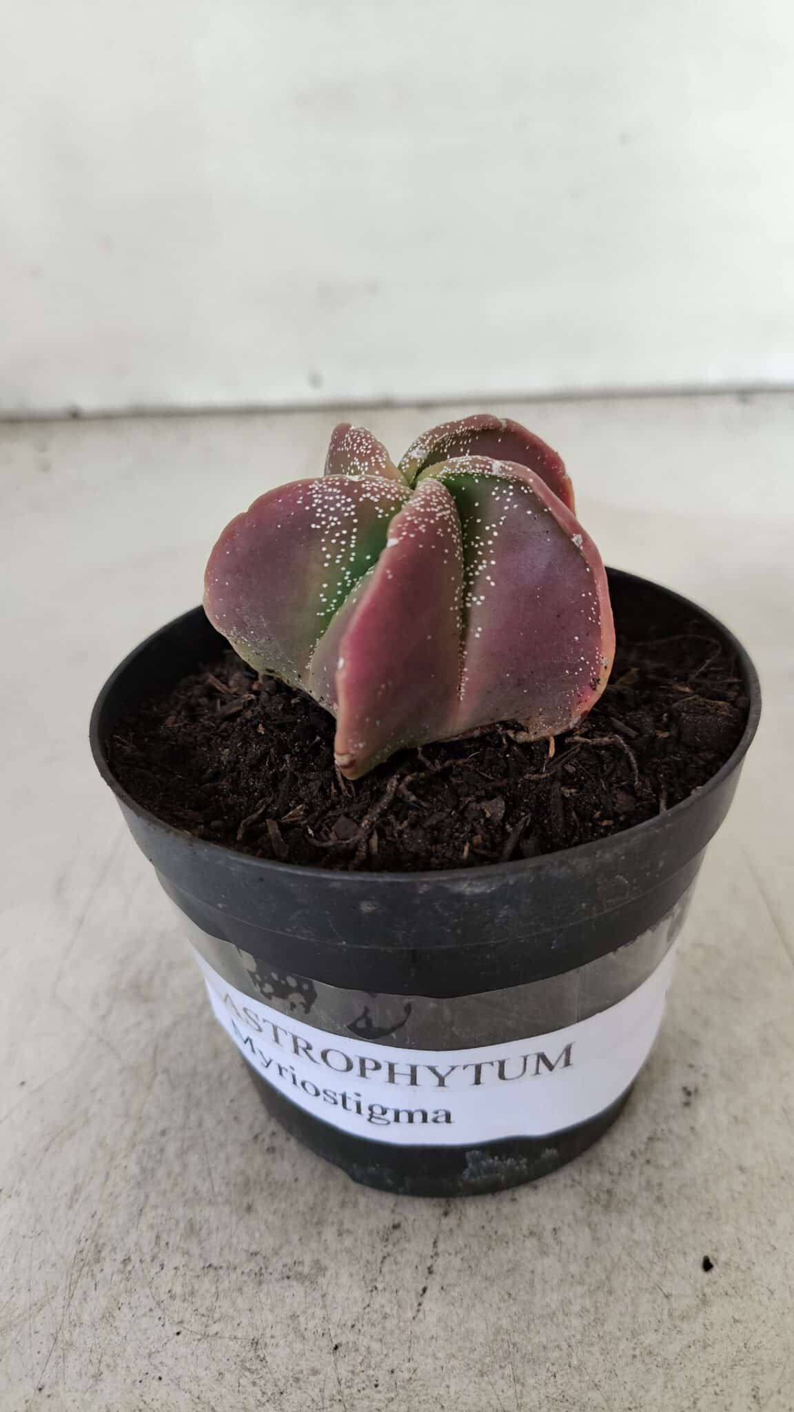 ASTROPHYTUM MYRIOSTIGMA Nº 981 – vaso 09